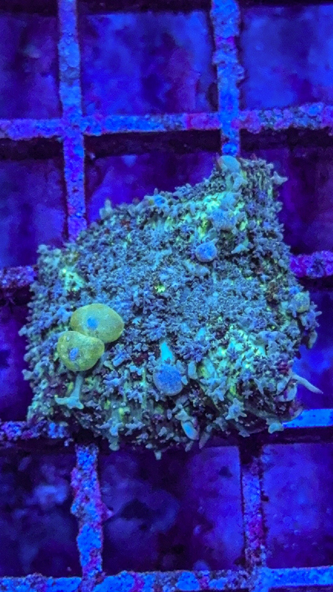 WCC Golbin Bounce Mushroom (WYSIWYG)