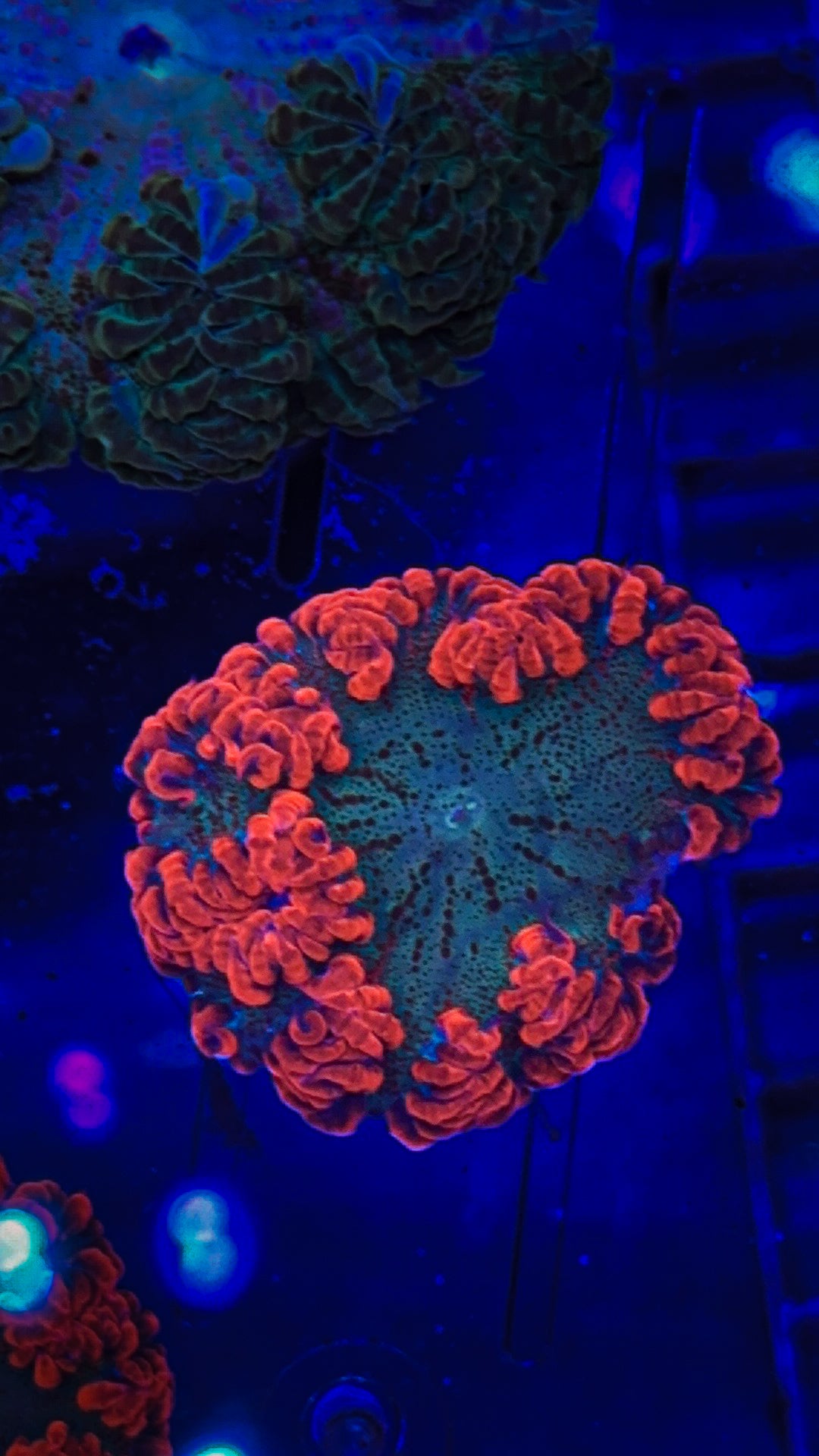 Ultra Rock Flower Anemone (WYSIWYG)