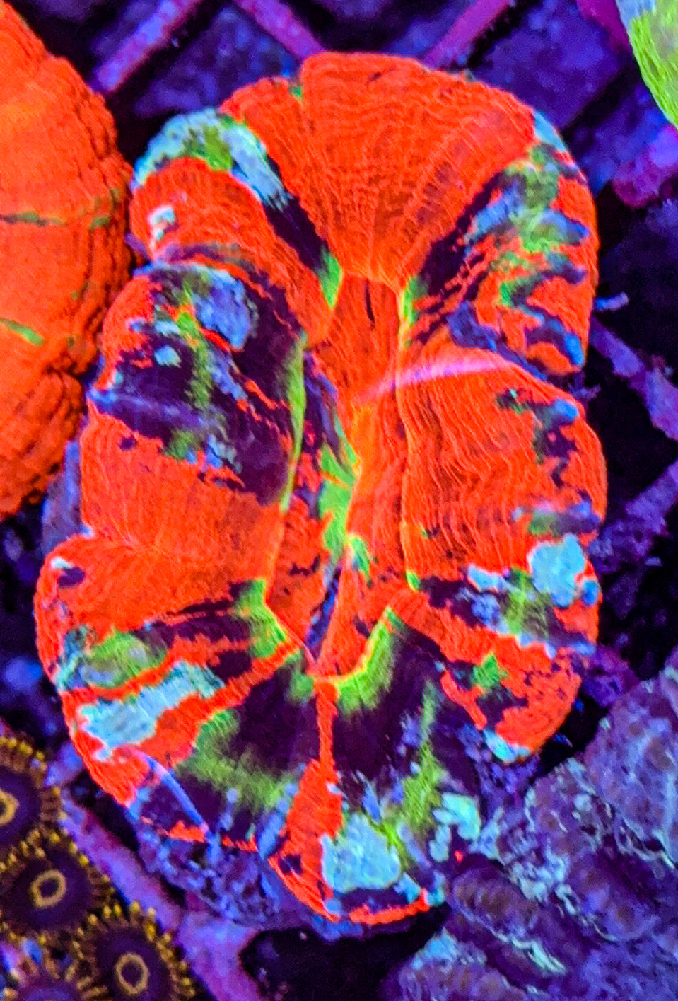 Ultra Master Scoly (WYSIWYG)