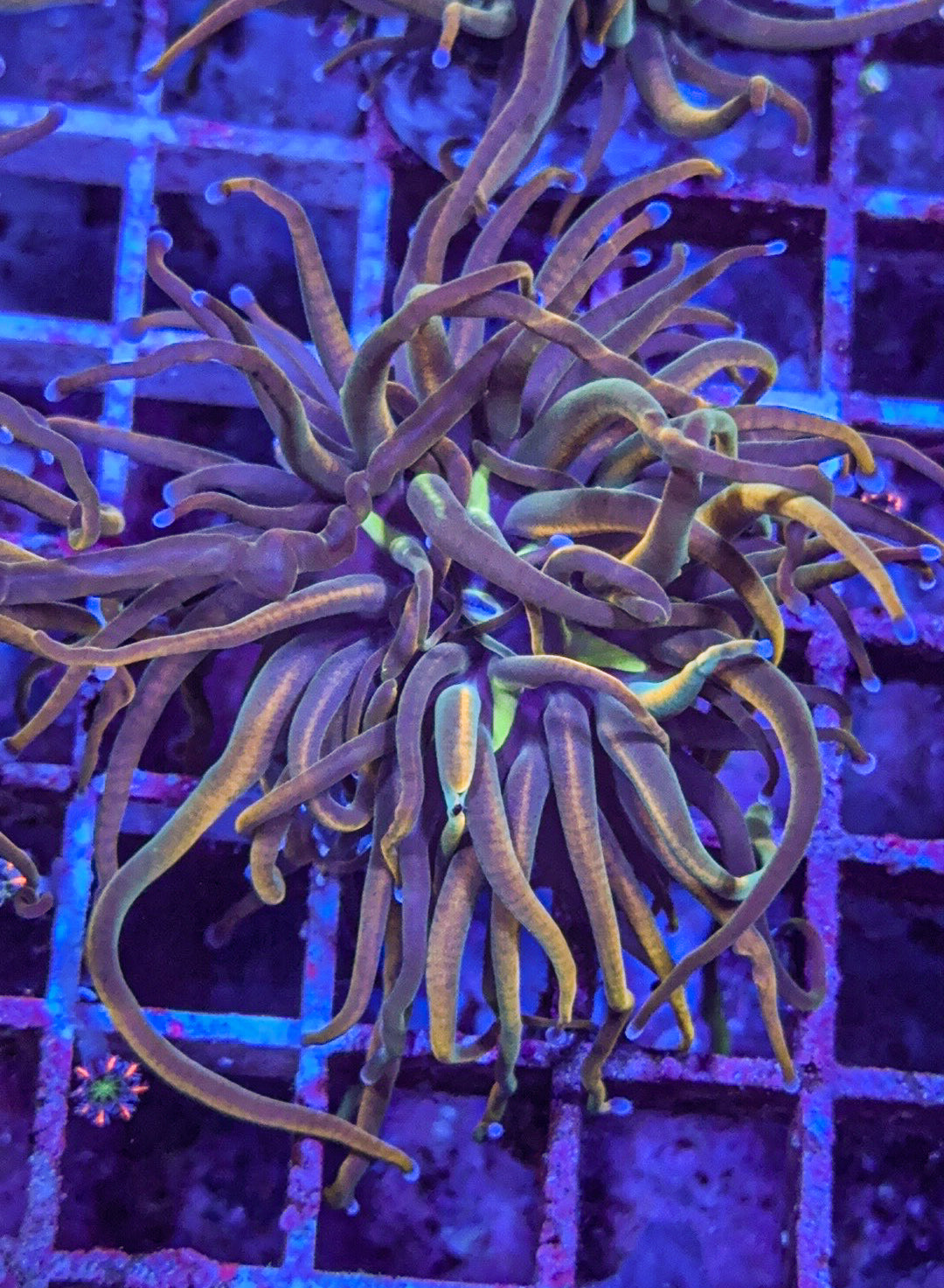 TCK Master Torch (WYSIWYG)