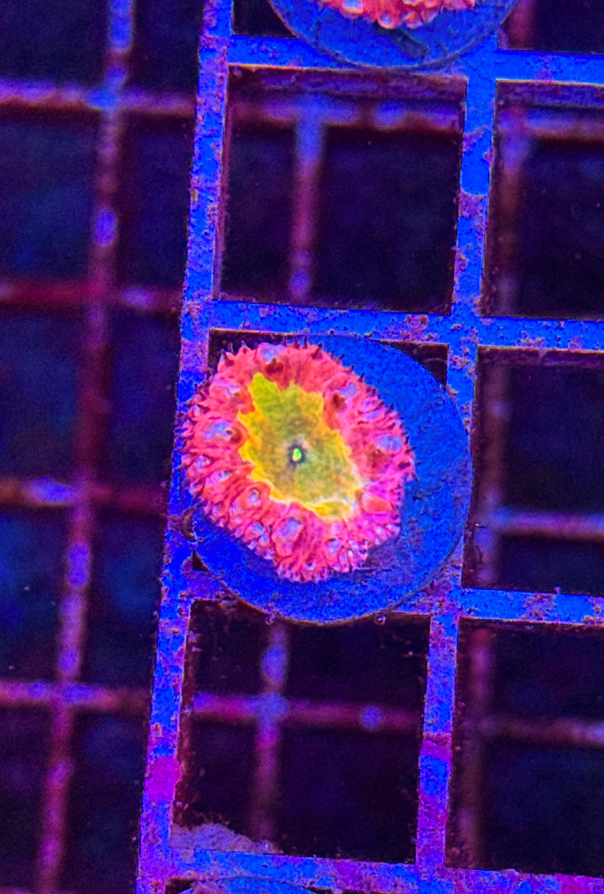 Master Grafted Blasto (WYSIWYG) #3