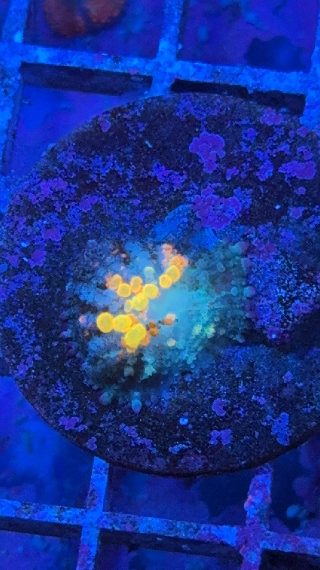 WWC OG Bounce Mushroom (WYSIWYG)