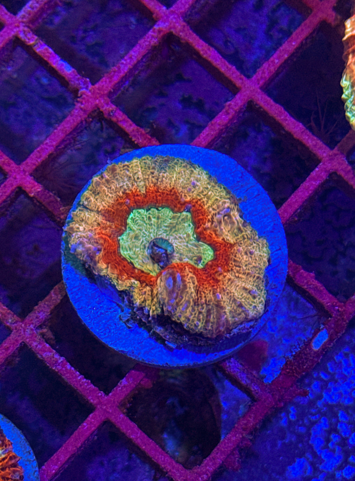 Acan Maxima “RARE” (WYSIWYG)