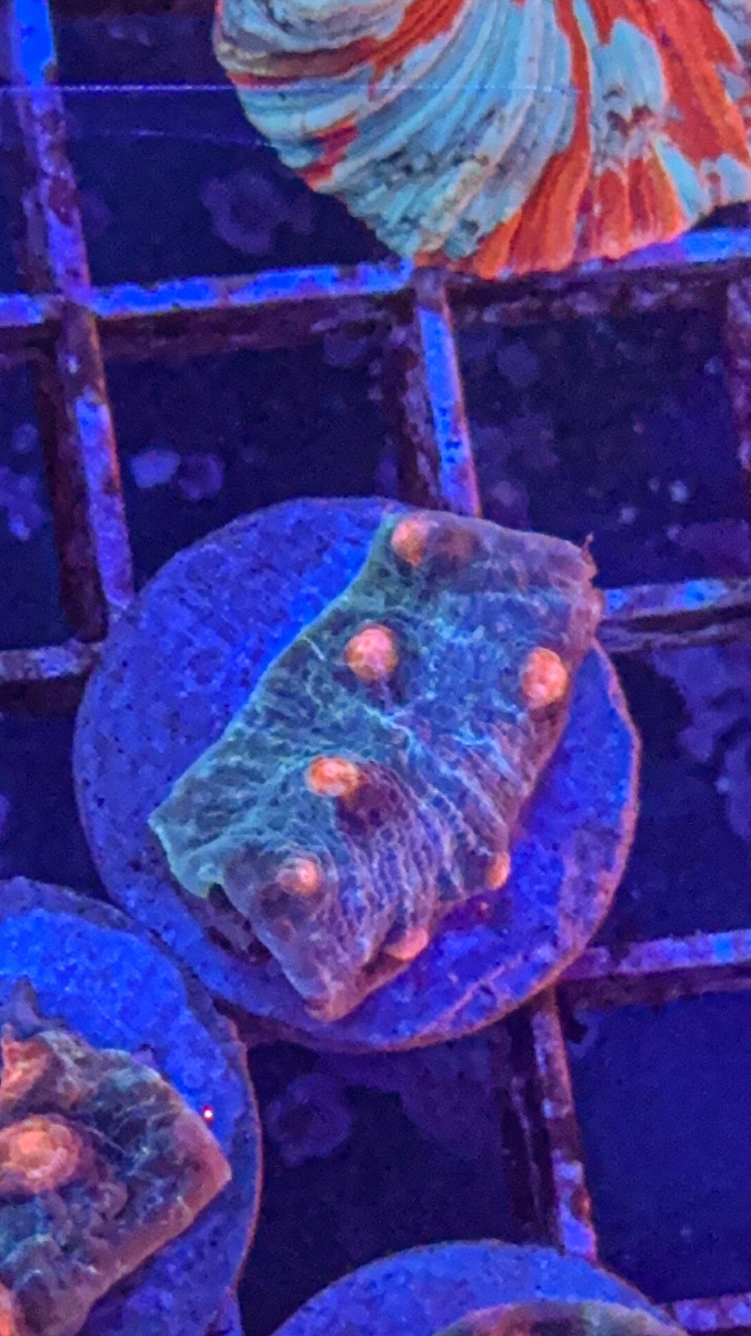 Moon Rocks Chalice (WYSIWYG)