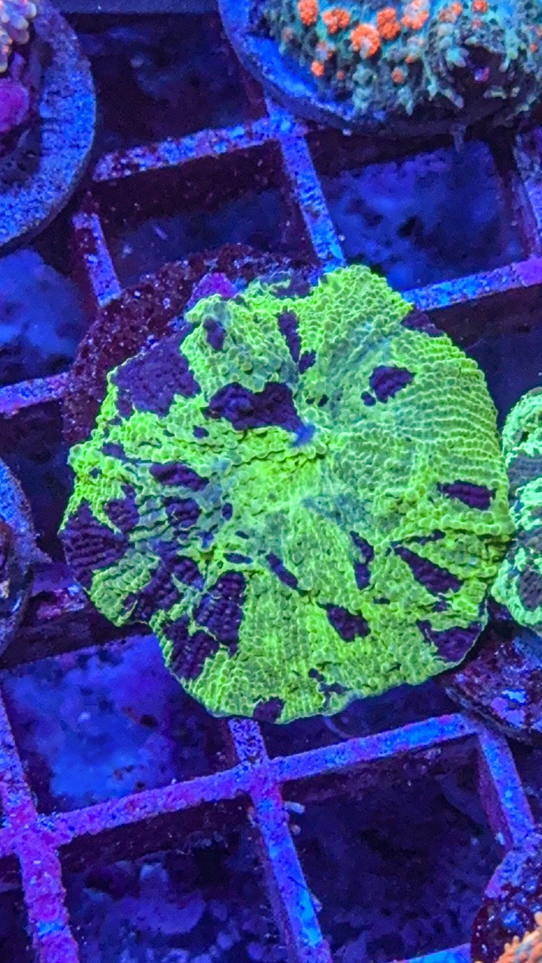 Kryptonite Jawbreaker Mushroom Coral (WYSIWYG)