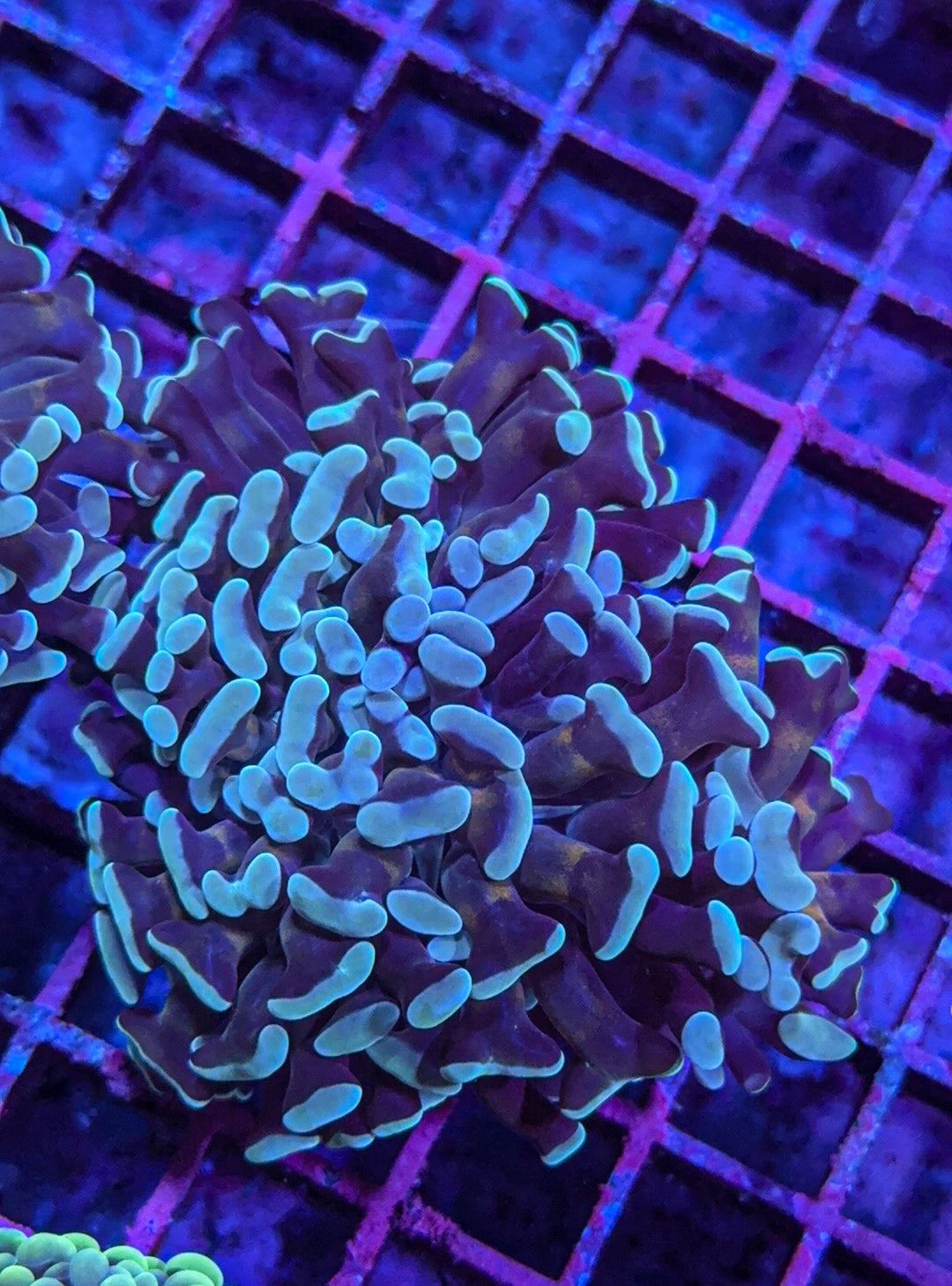 Teal Aussie Hammer (WYSIWYG)