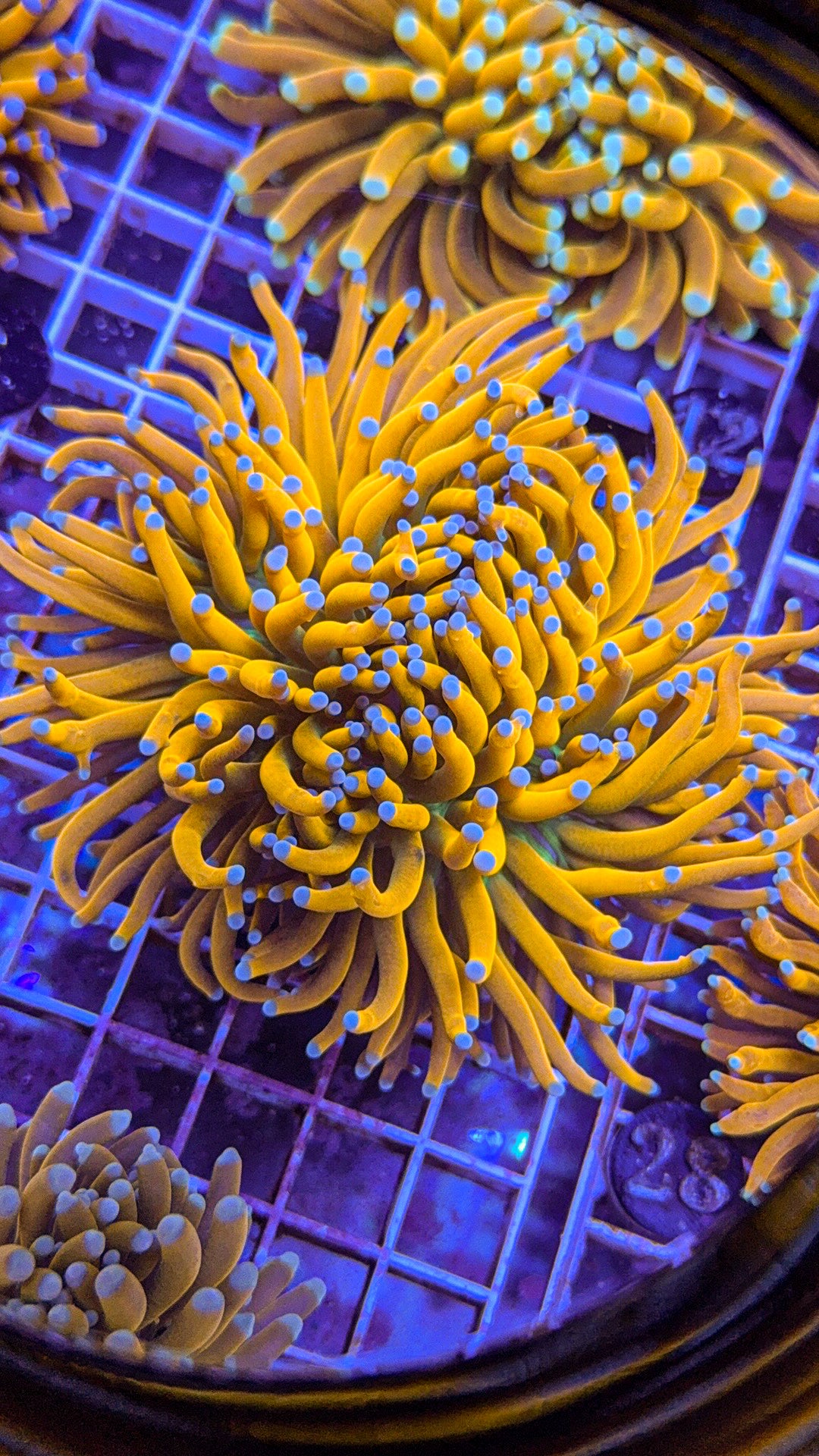 Banana Grail Torch #28 (WYSIWYG)