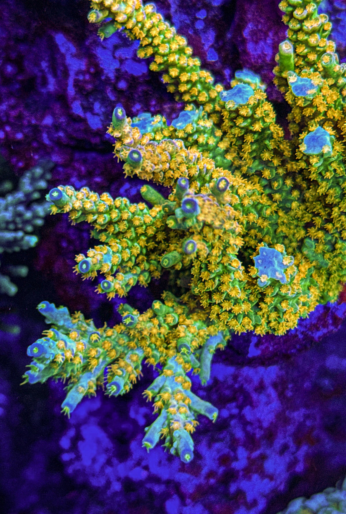SC Orange Passion Acro (WYSIWYG)