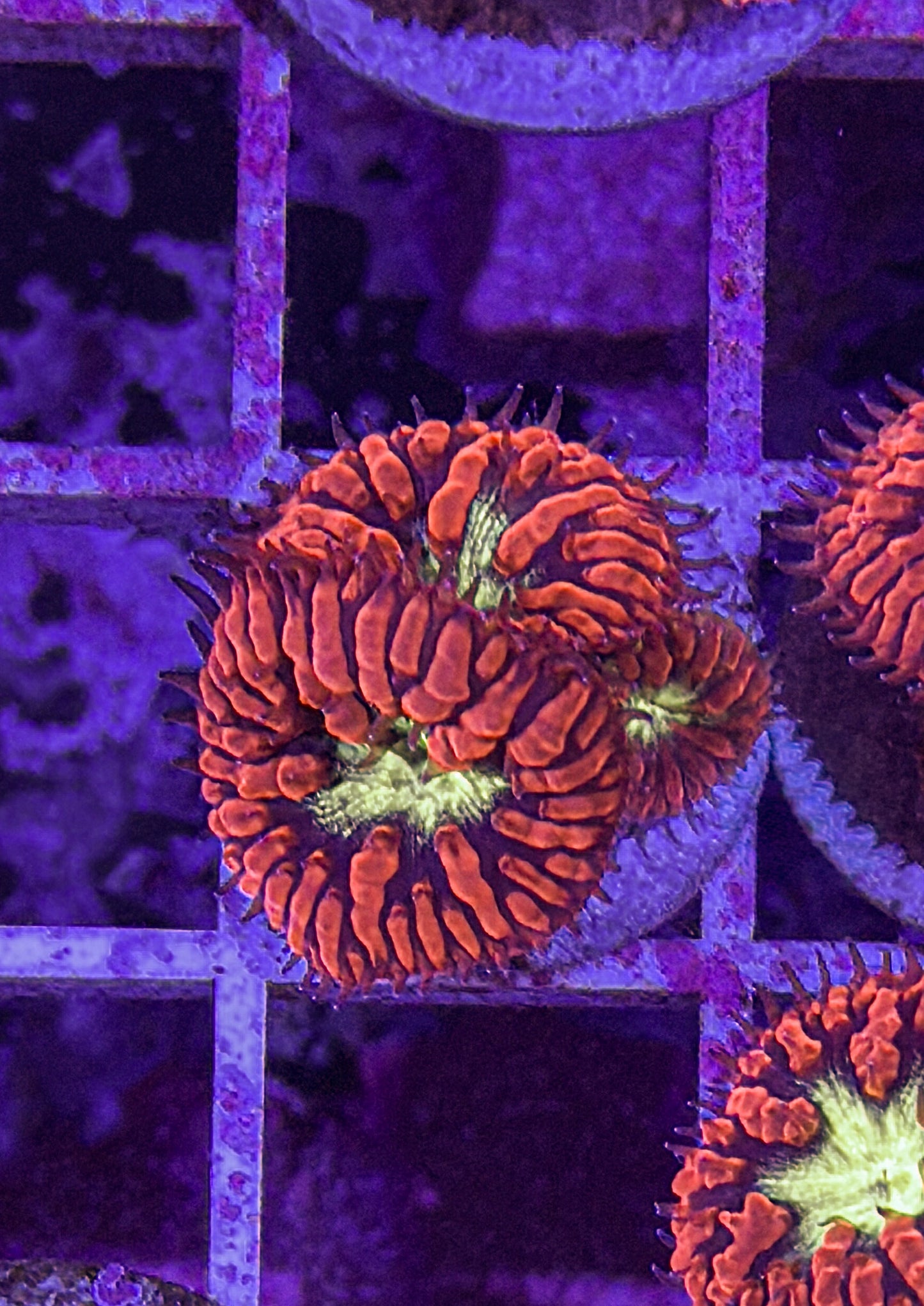 Aussie Blasto (WYSIWYG)