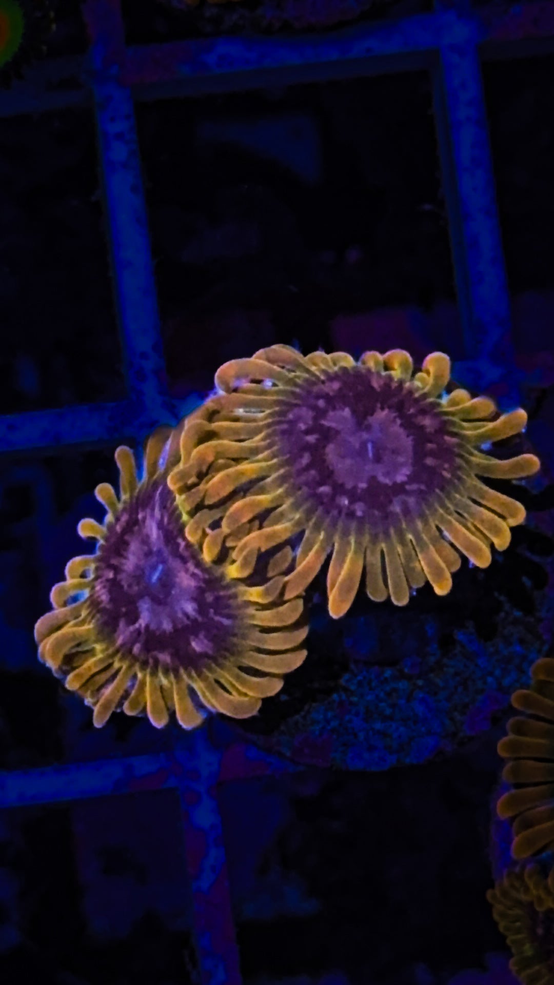 Acid Reflux Zoa (WYSIWYG)