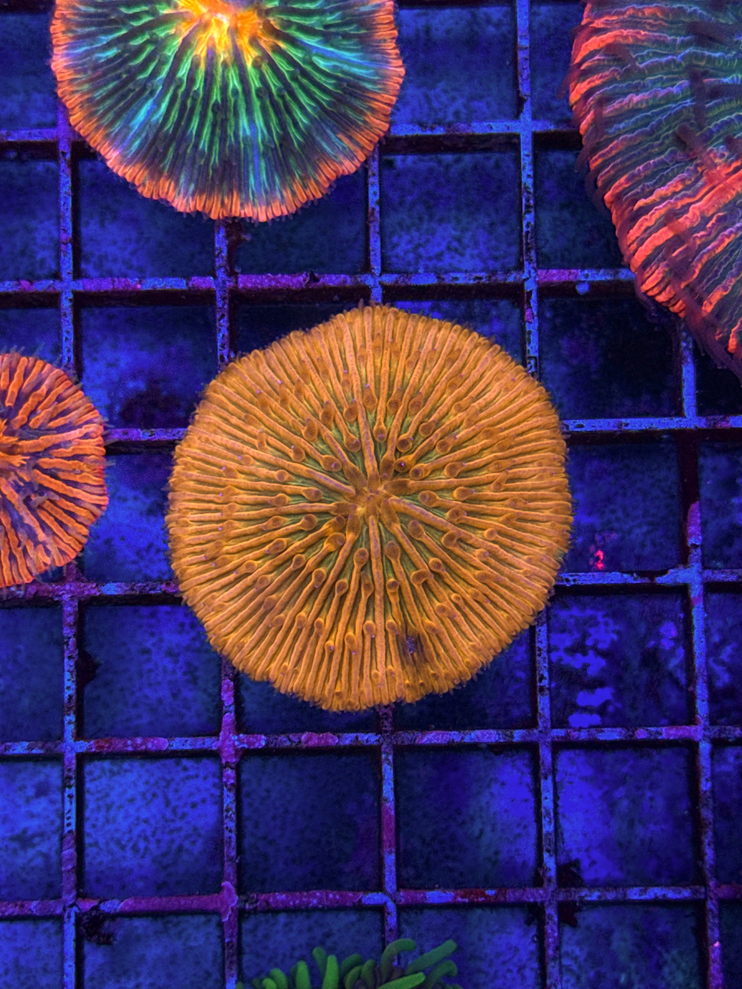 Unique Fungia (WYSIWYG)