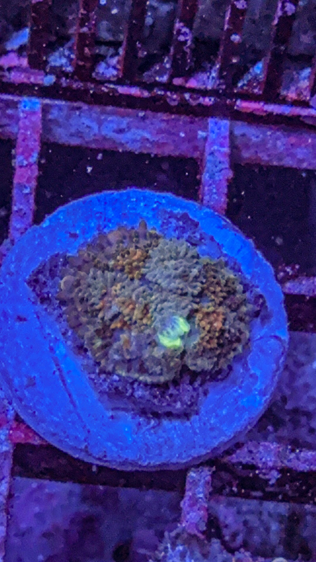 Golden Nugget Pincushion Mushroom (WYSIWYG)