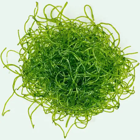 Chaetomorpha Macro Algae