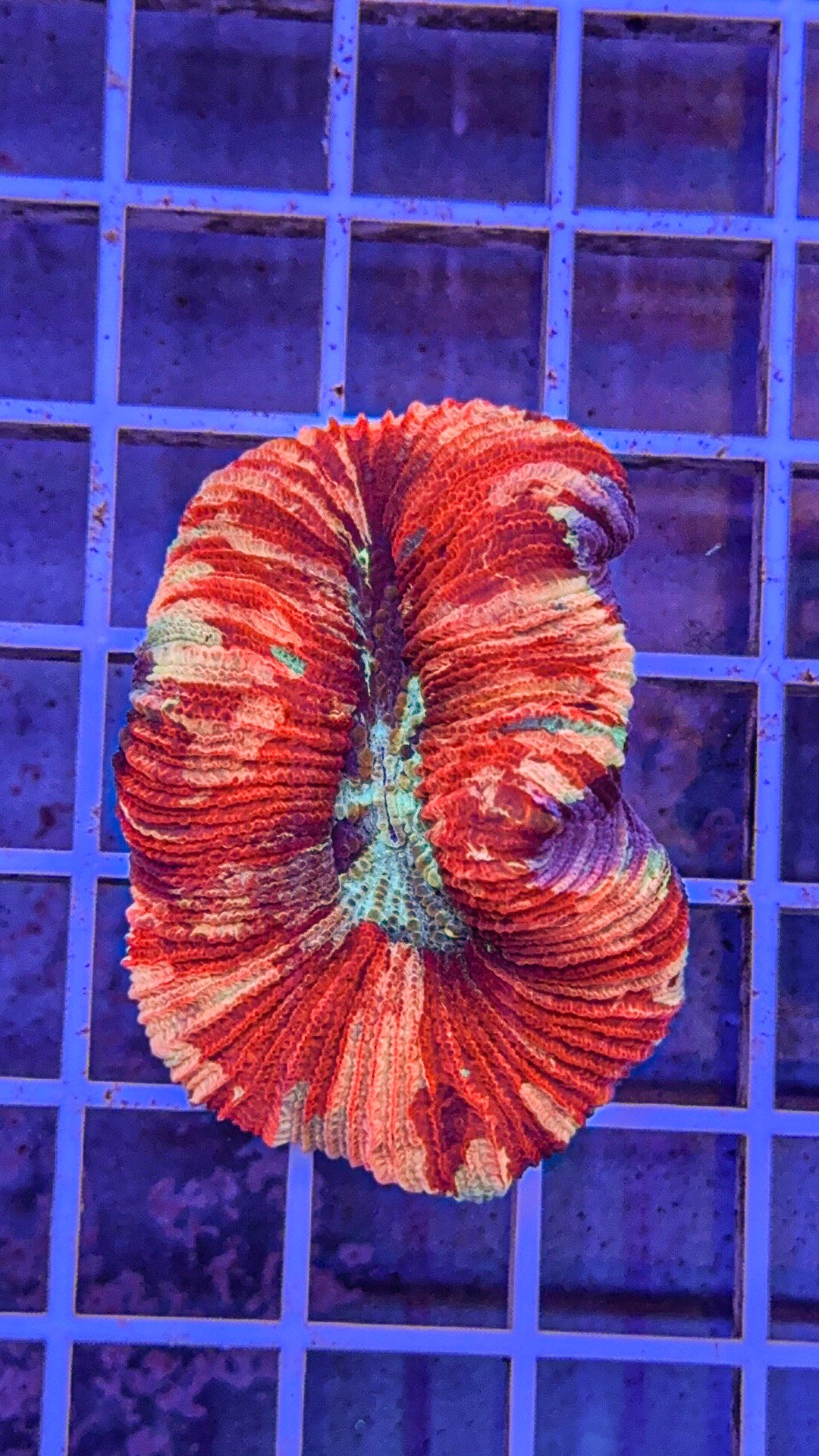 Ultra Trachy (WYSIWYG)