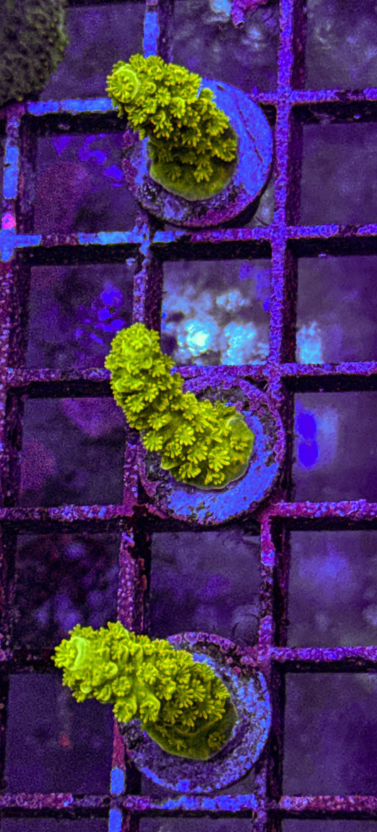 Green Slimmer Acro (WYSIWYG)