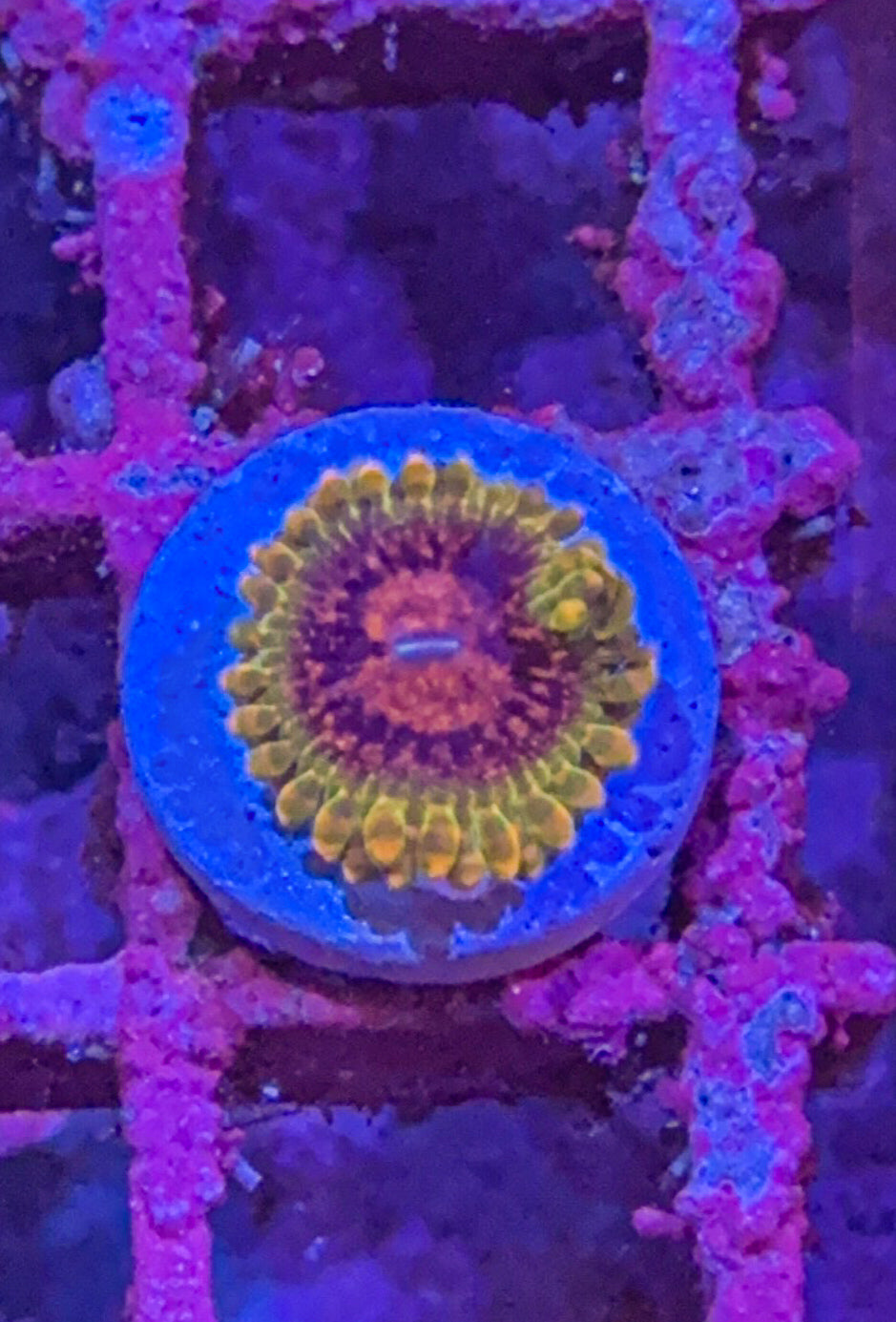 GMK “Grand Master Krak” Zoa (WYSIWYG)