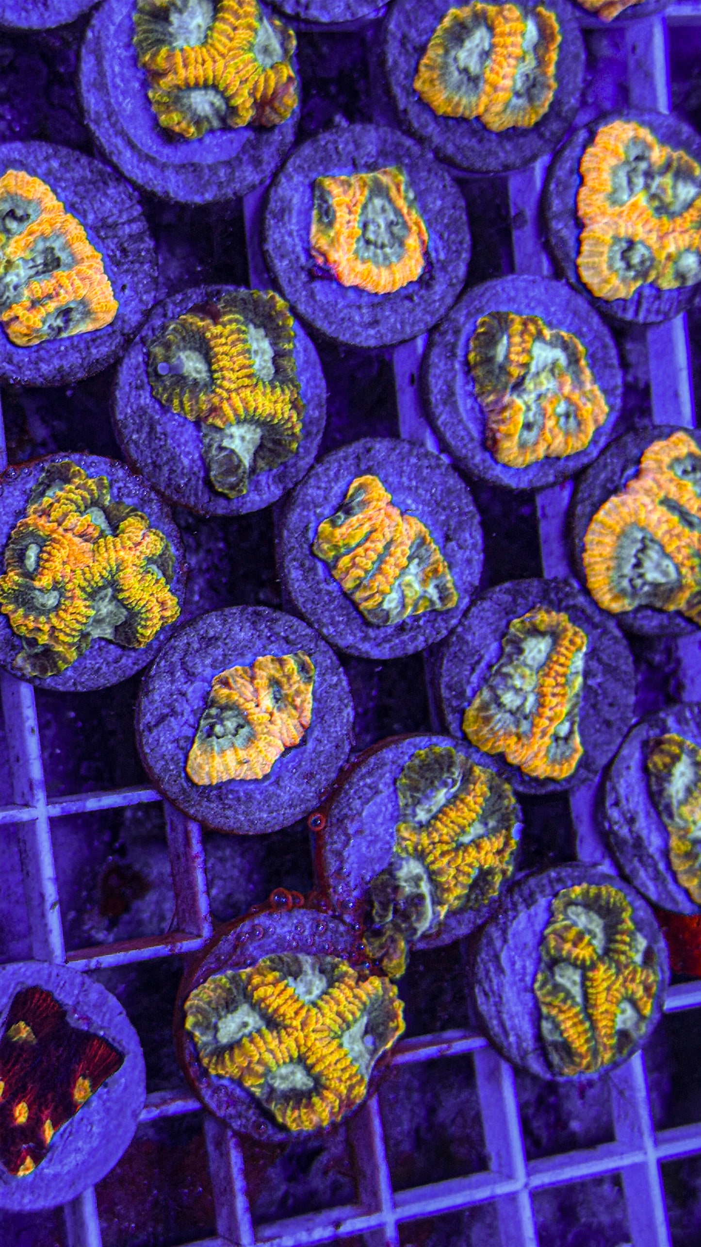 Favia Of The Gods (WYSIWYG)