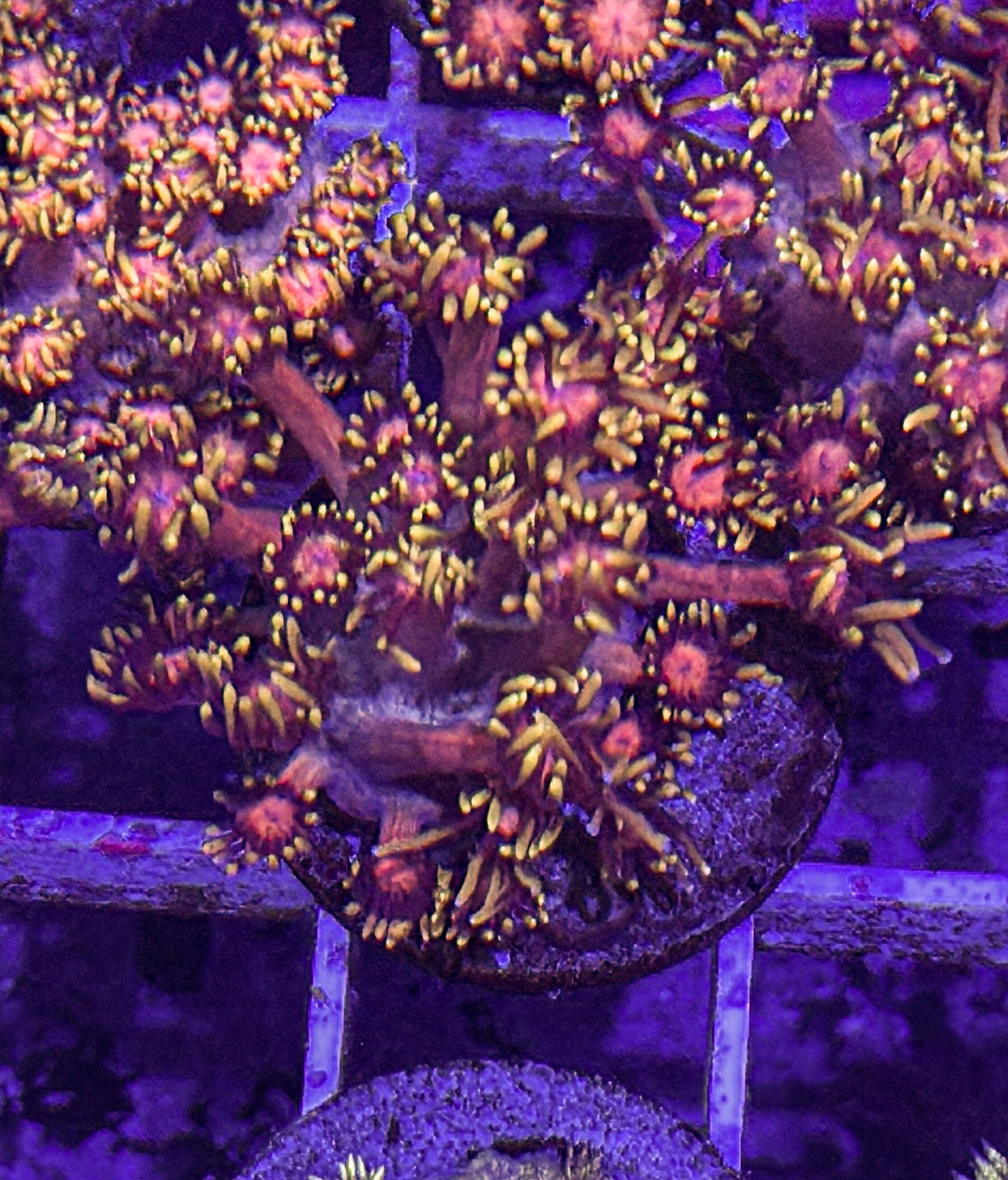 WCC Inferno Goni (WYSIWYG)