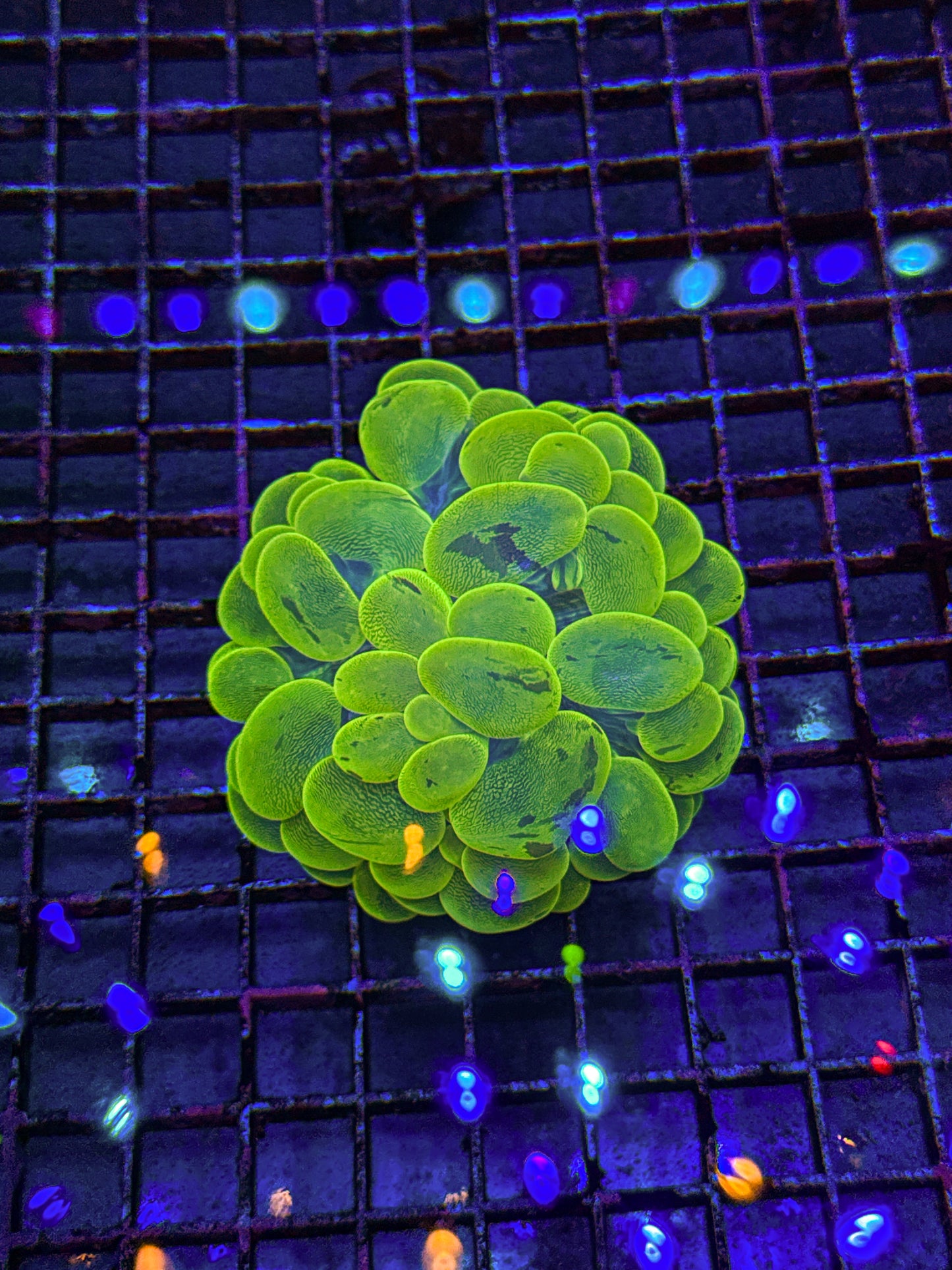Bubble Coral (WYSIWYG)