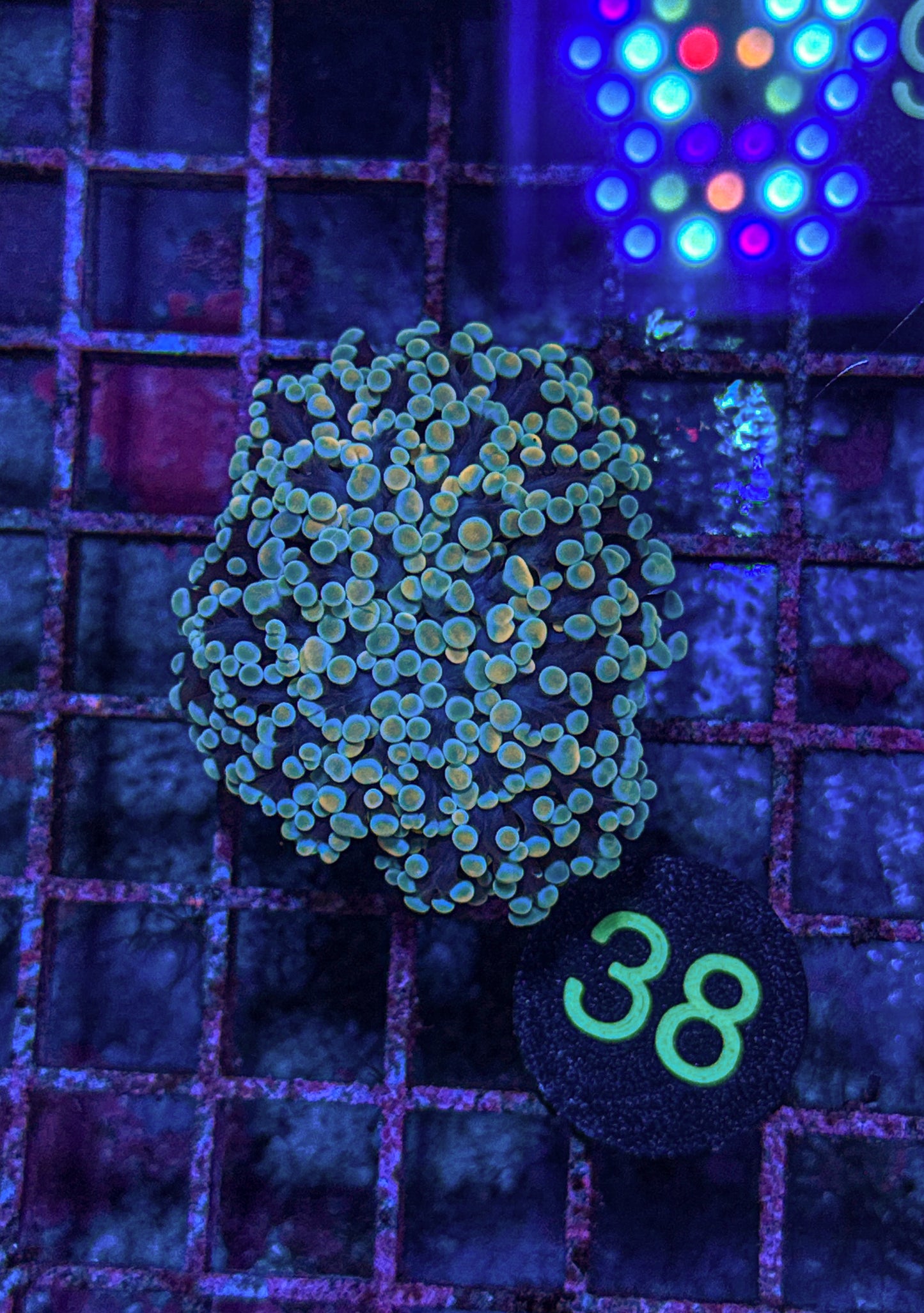 Rainbow Kingspawn (WYSIWYG)