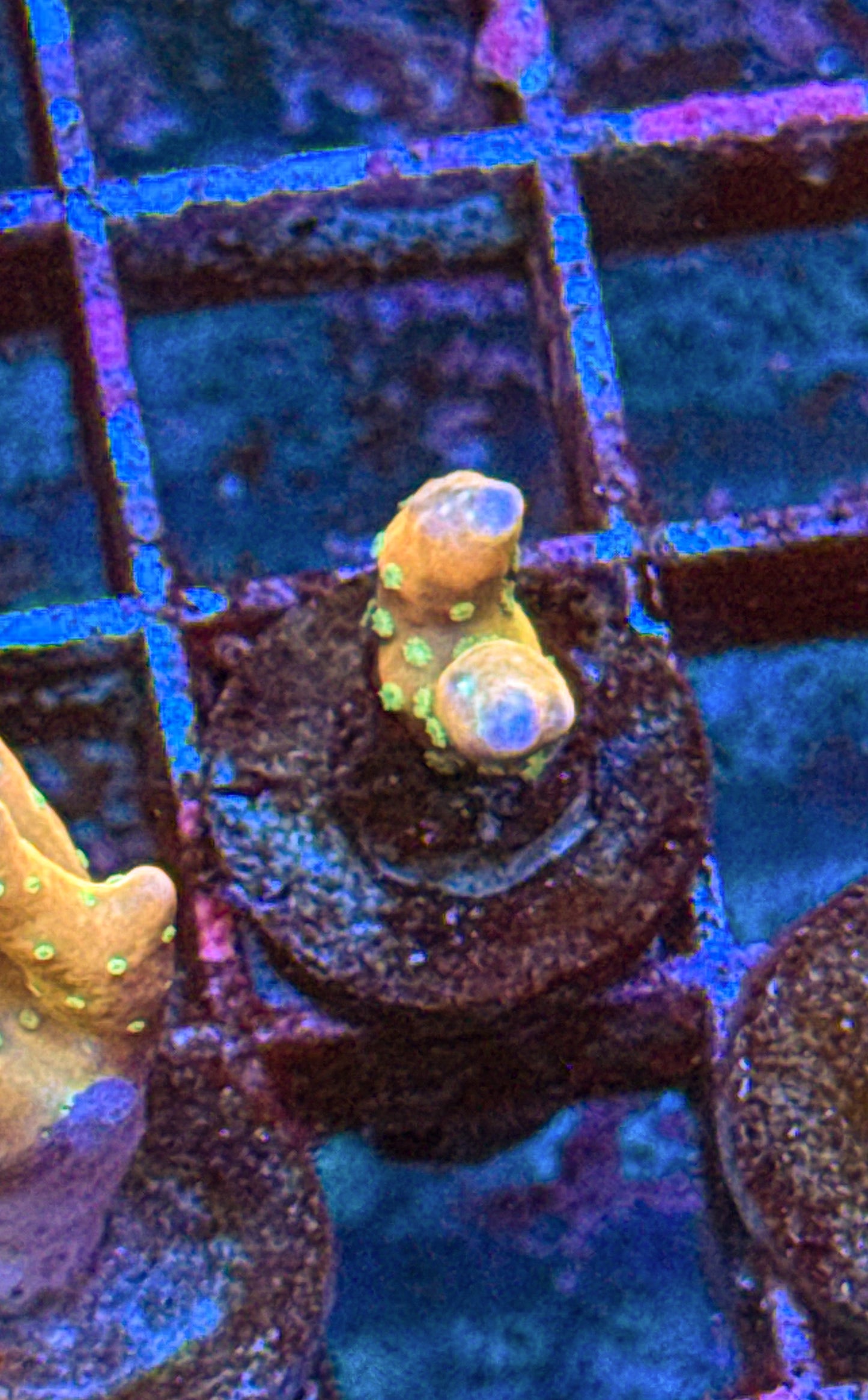 Tropicana Anacropora (WYSIWYG)