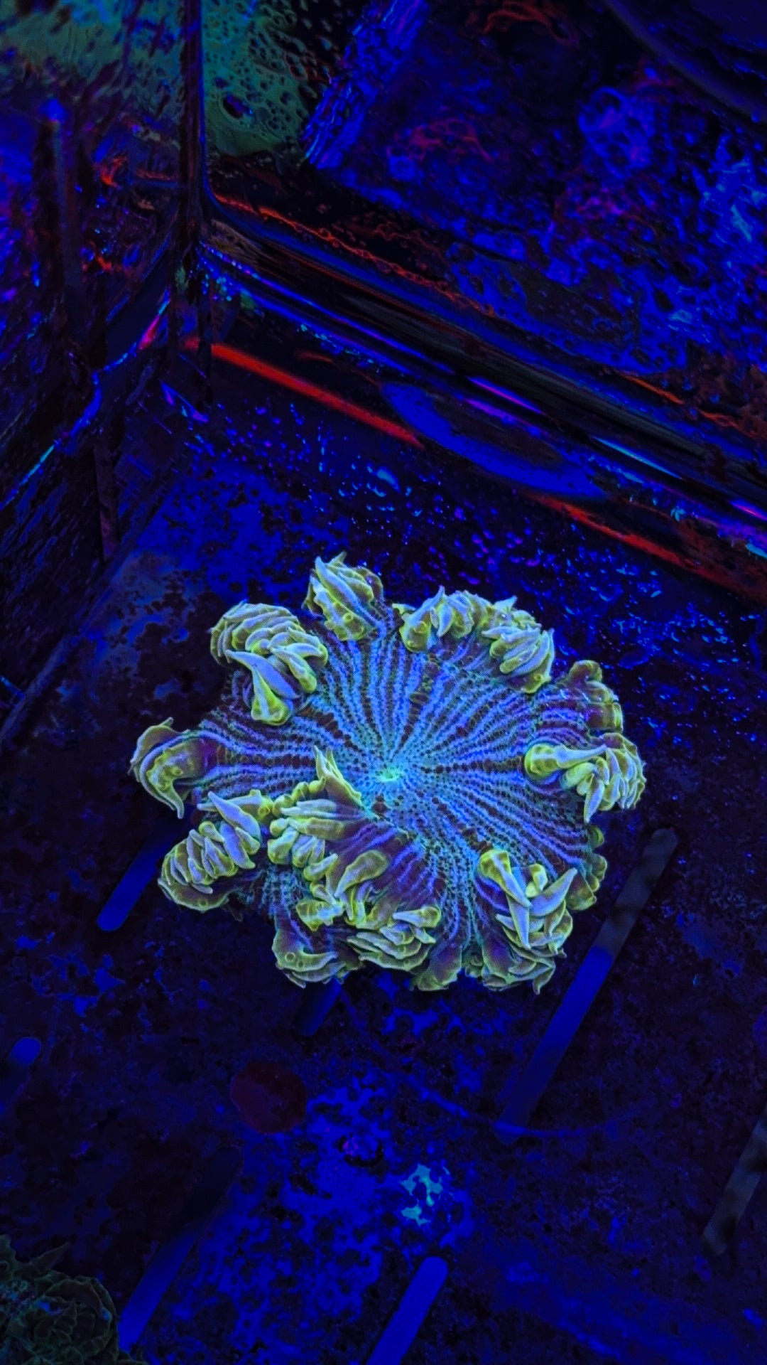 Ultra Rock Flower Anemone (WYSIWYG)