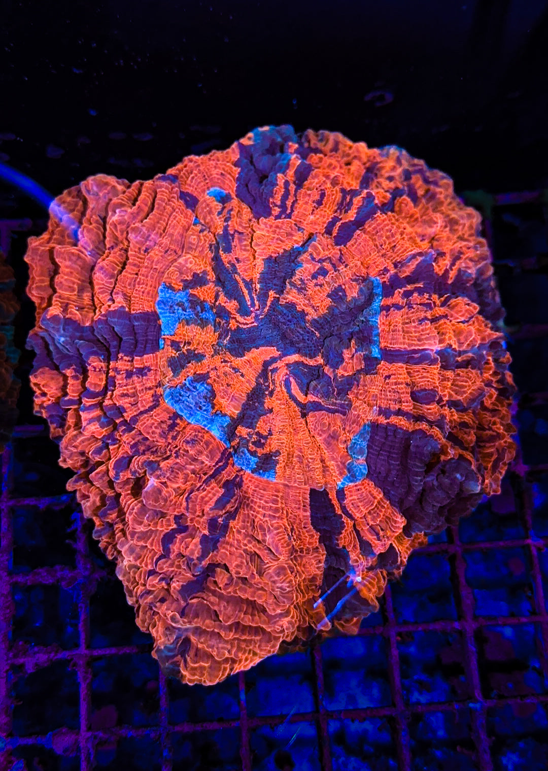 Acanthophyllia (WYSIWYG)