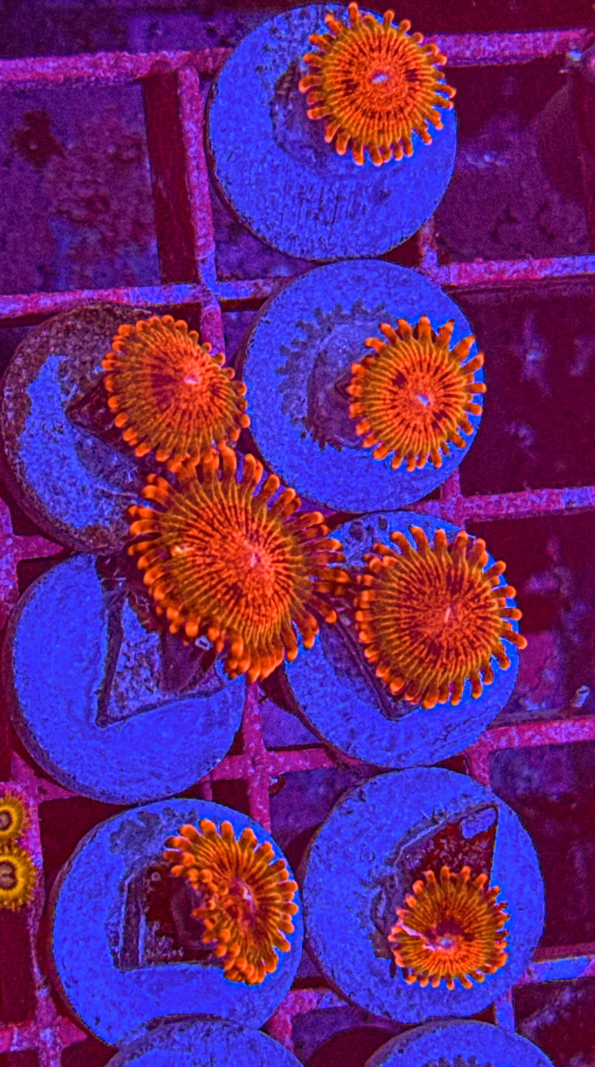 Speckled Krak Zoas (WYSIWYG)