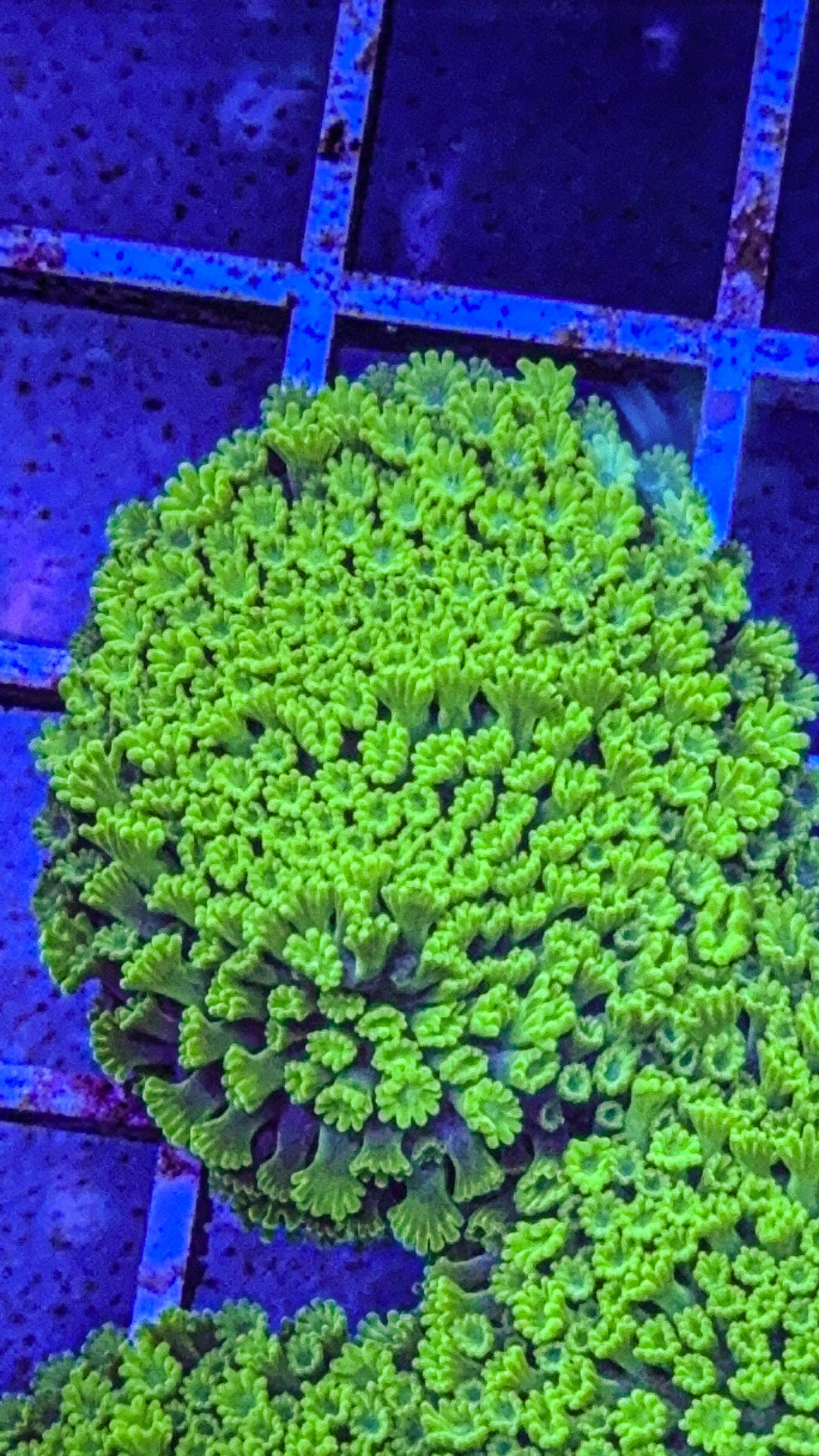 Rare Blue Base Green Polyp Astreopora (WYSIWYG)