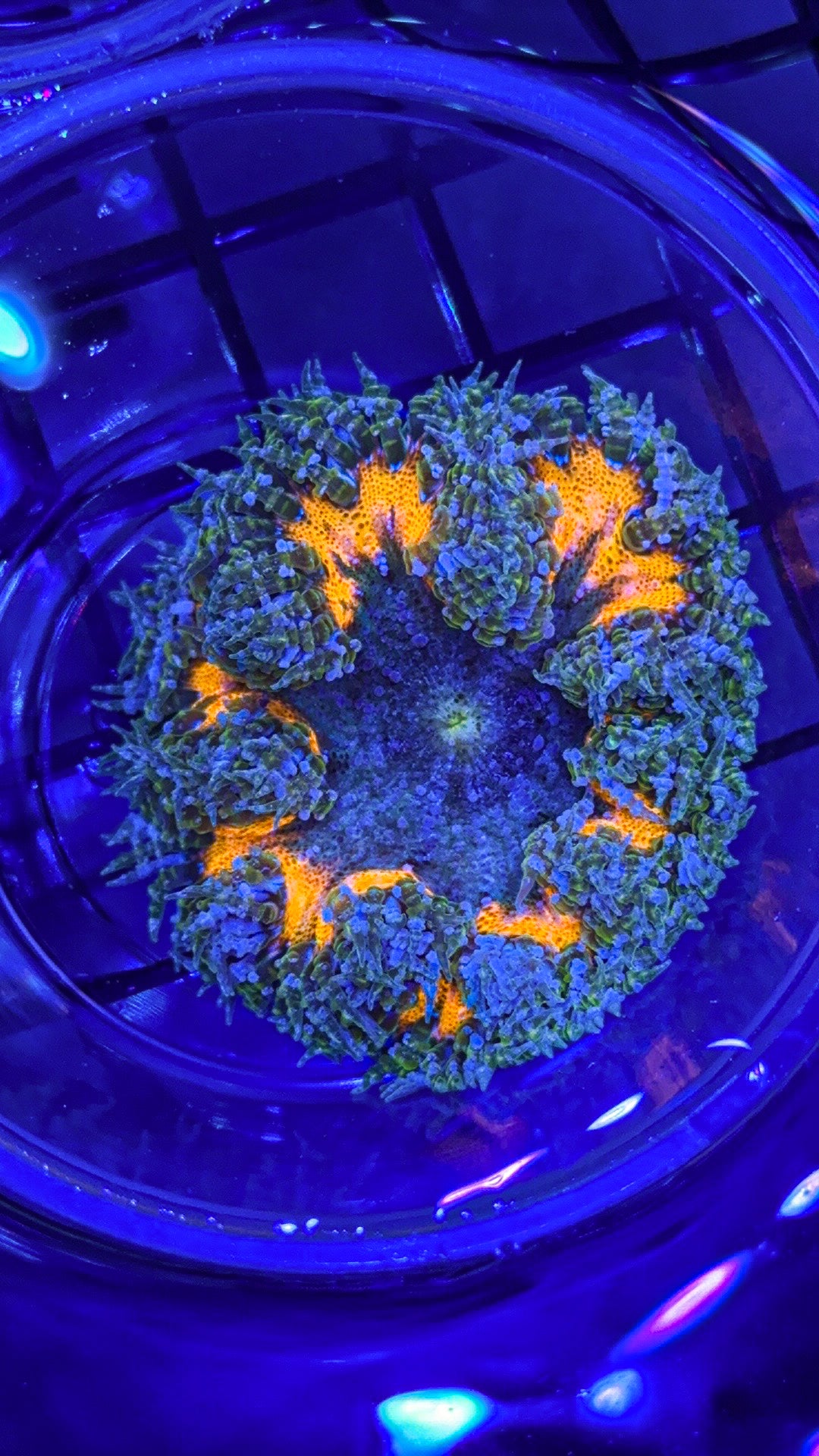 Orange Rainbow Ring Rock Flower Anemone (WYSIWYG)