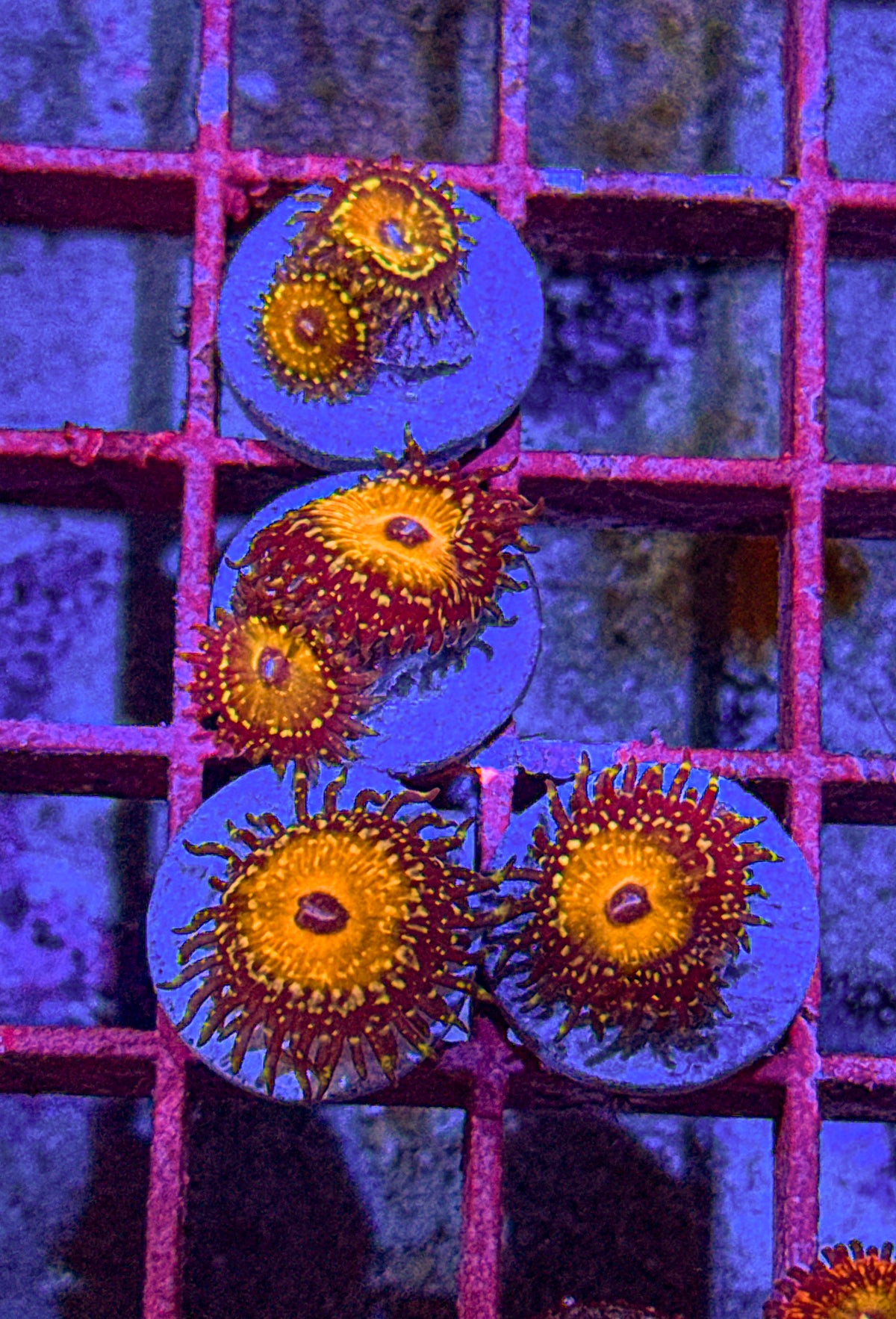 God Beast Zoa (WYSIWYG)