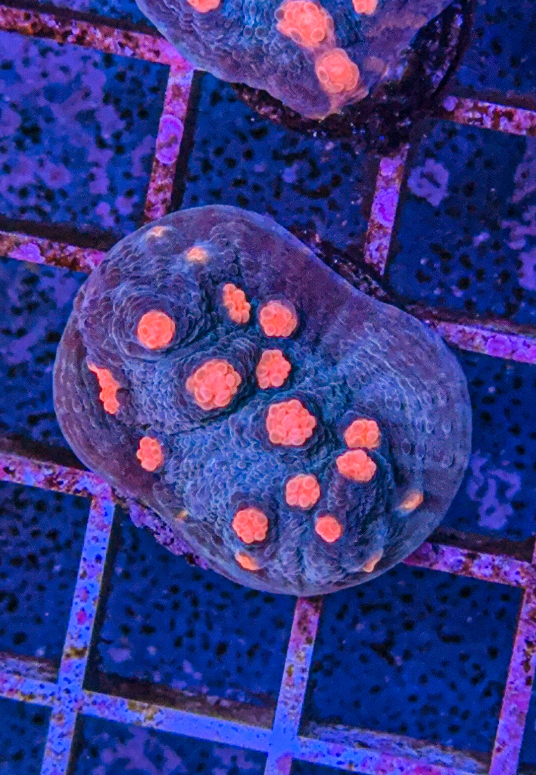 Miami Hurricane Chalice (WYSIWYG)