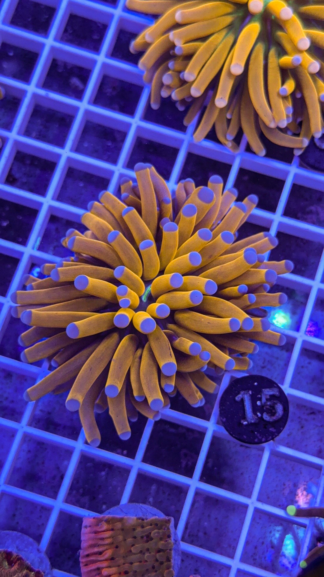 Banana Torch #15 (WYSIWYG)