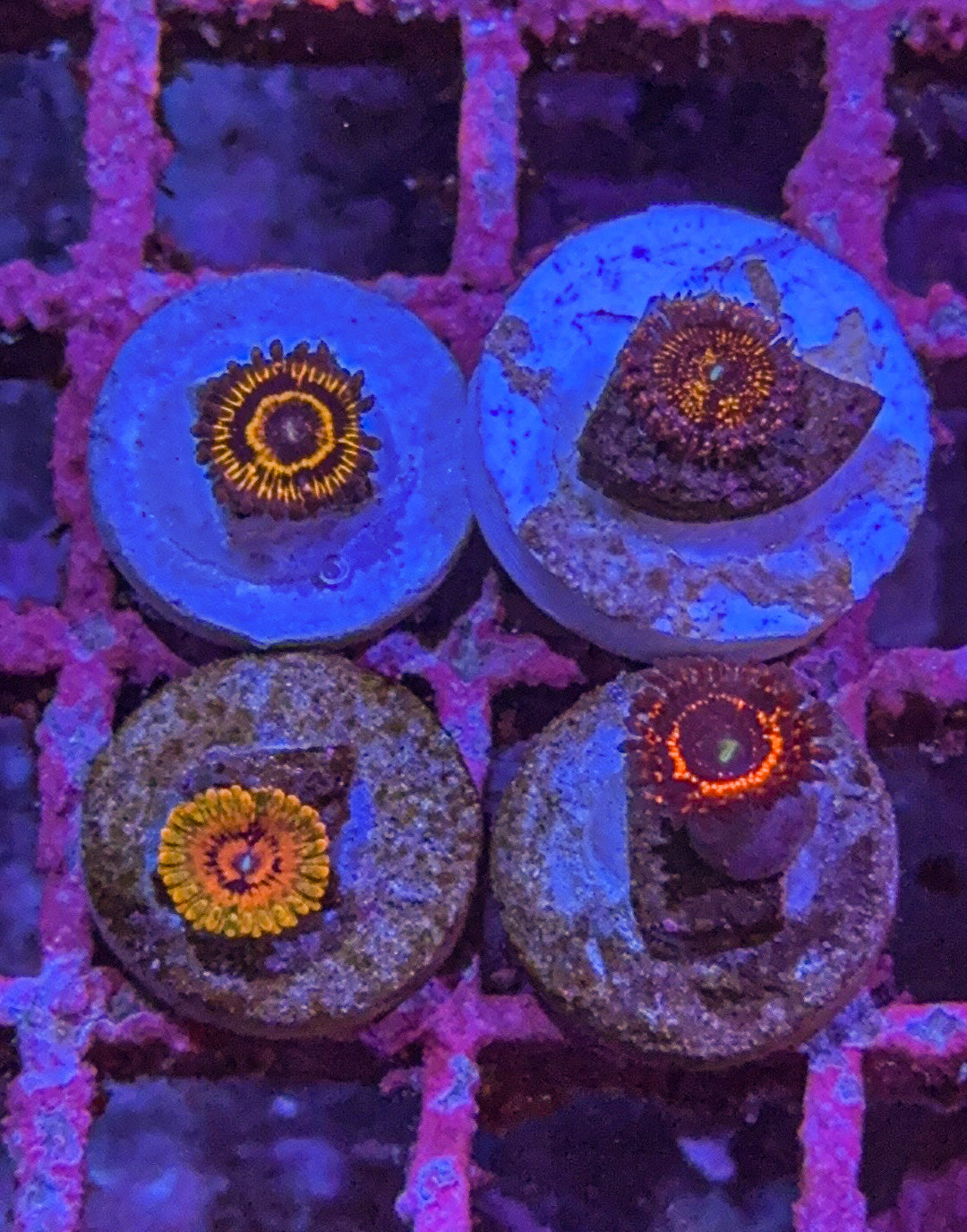 High End Zoa Pack (WYSIWYG)