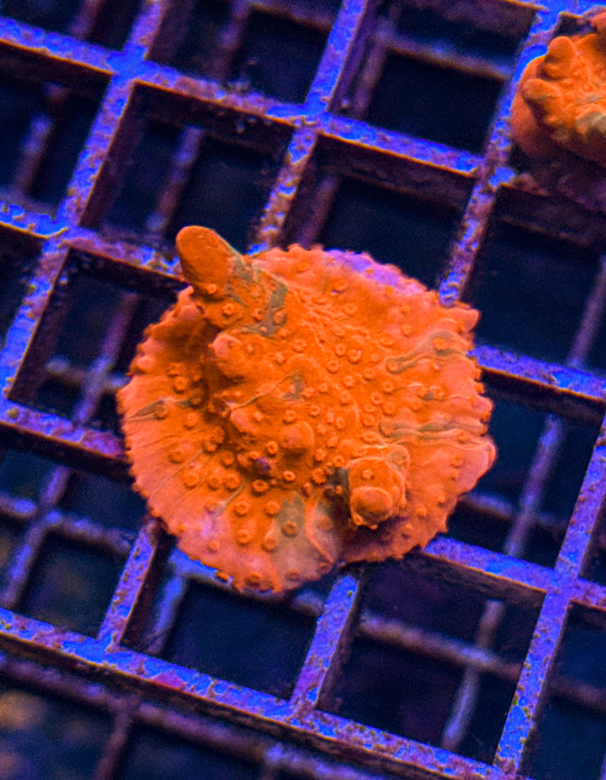 TSA Grafted Setosa (WYSIWYG)