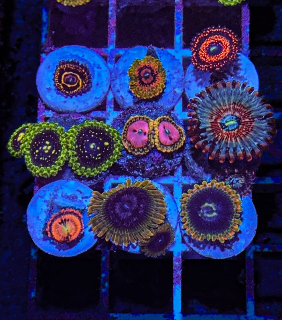 Baller Zoa Pack #9 High End (WYSIWYG)