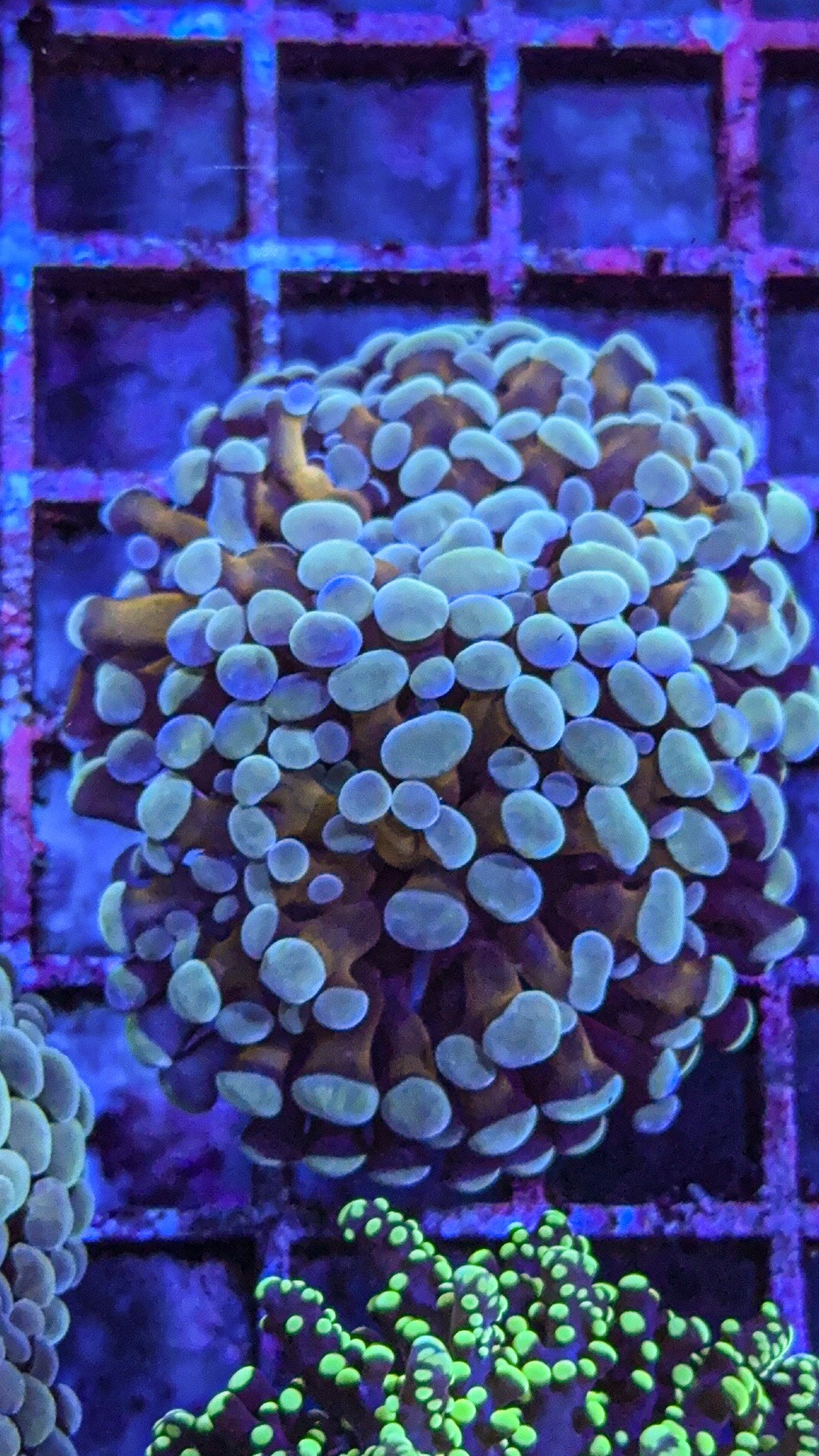 Rare teal Tip Gold Stem Frammer (WYSIWYG)