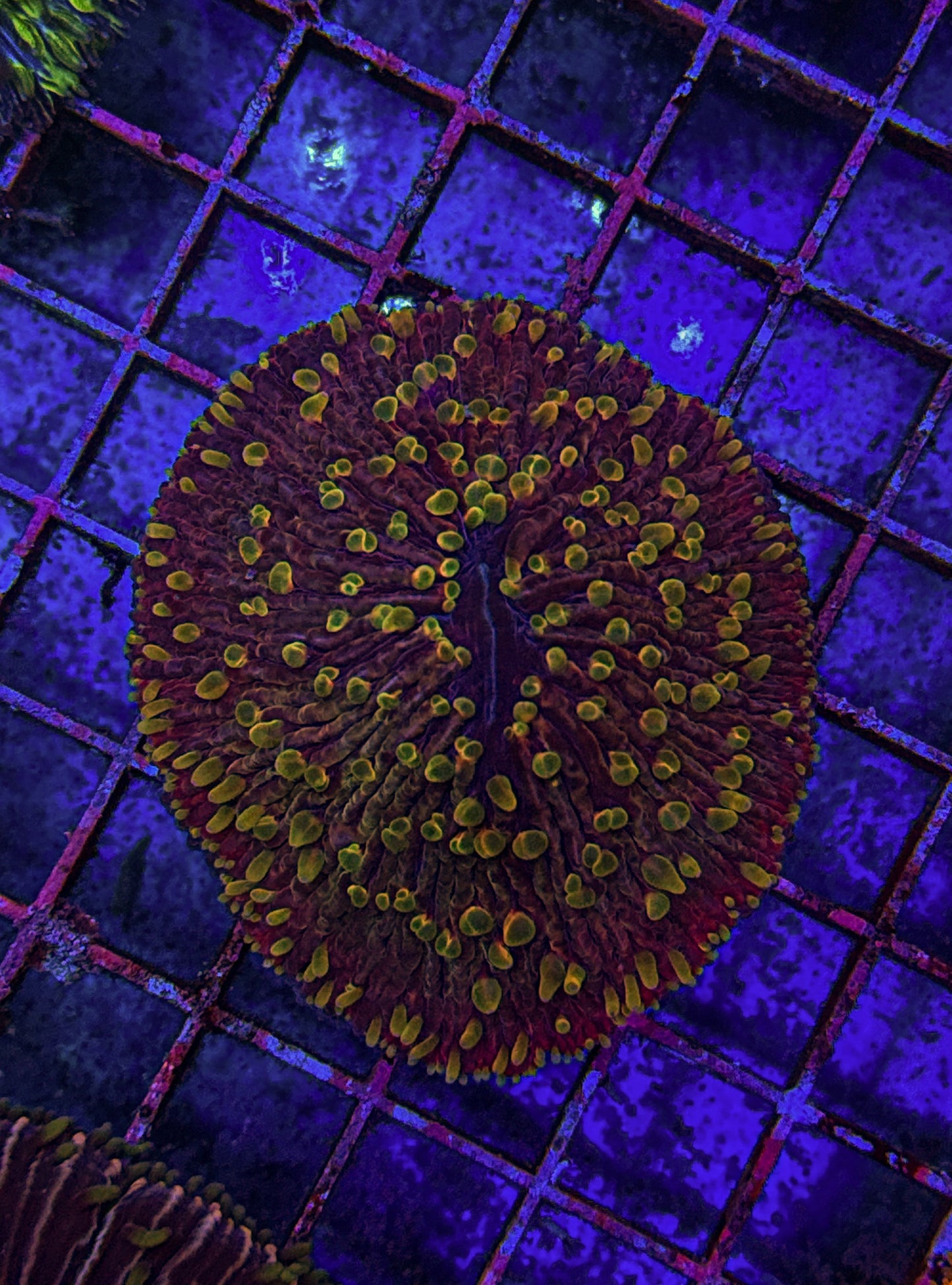 Raising Phenix Fungia (WYSIWYG)