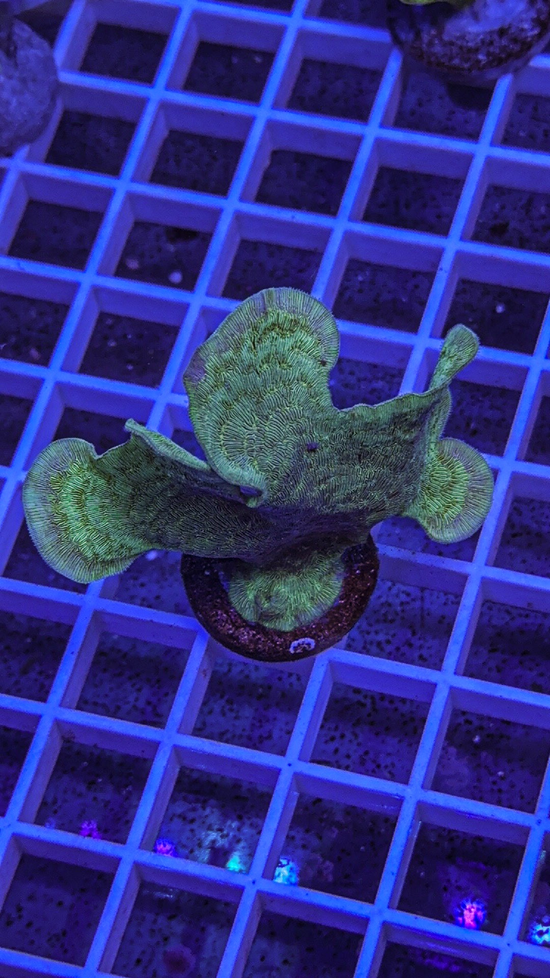 Potato Chip “Pavona” (WYSIWYG)