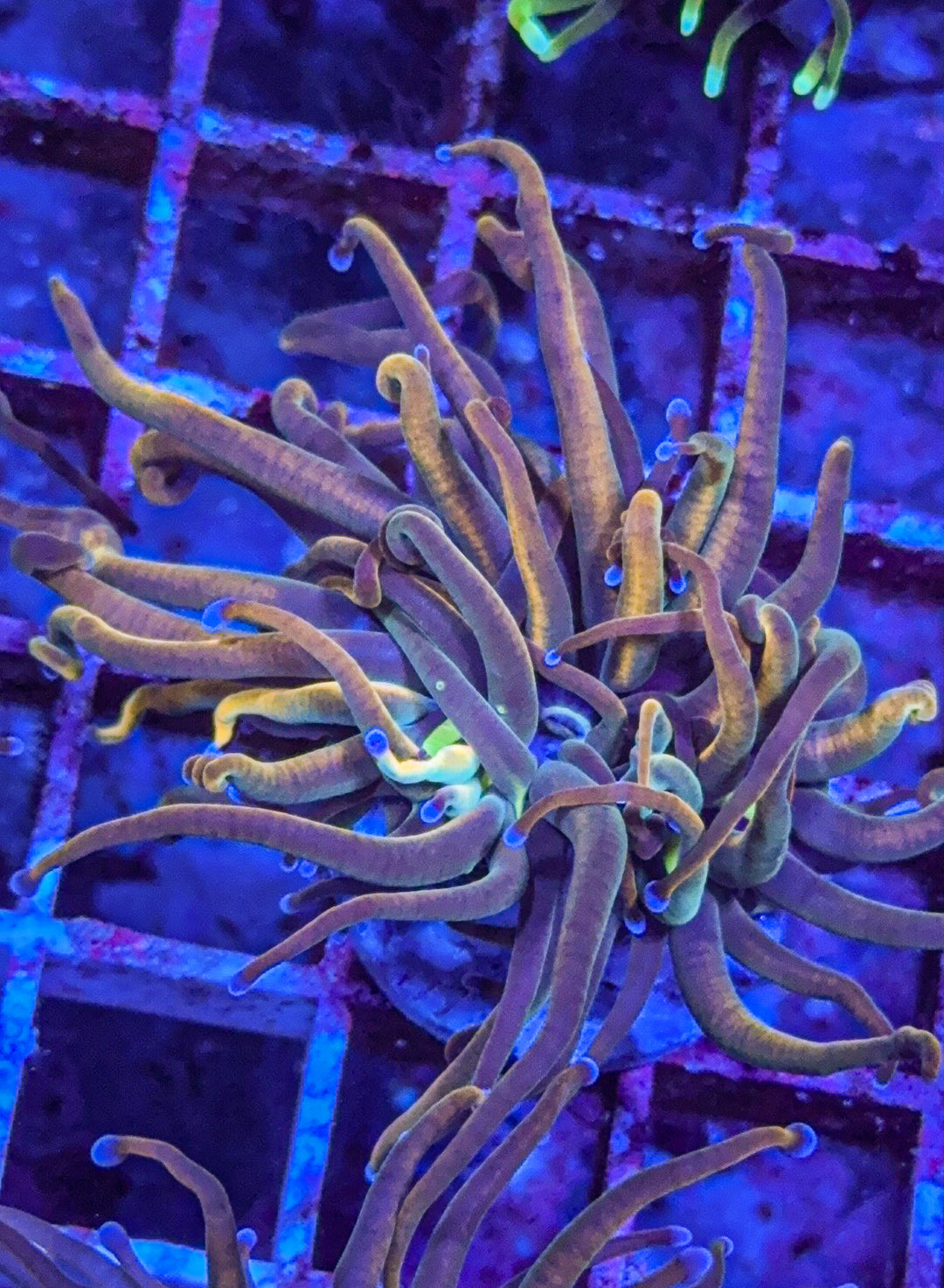 TCK Master Torch (WYSIWYG)