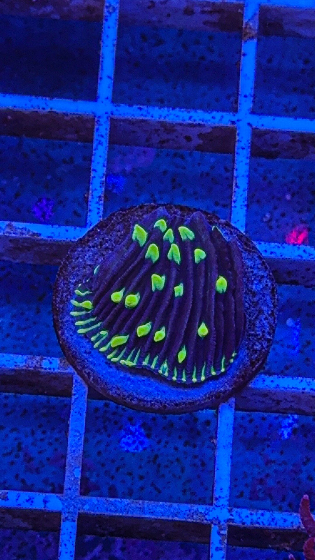 Diaseris Fungia AKA Plate coral (WYSIWYG)