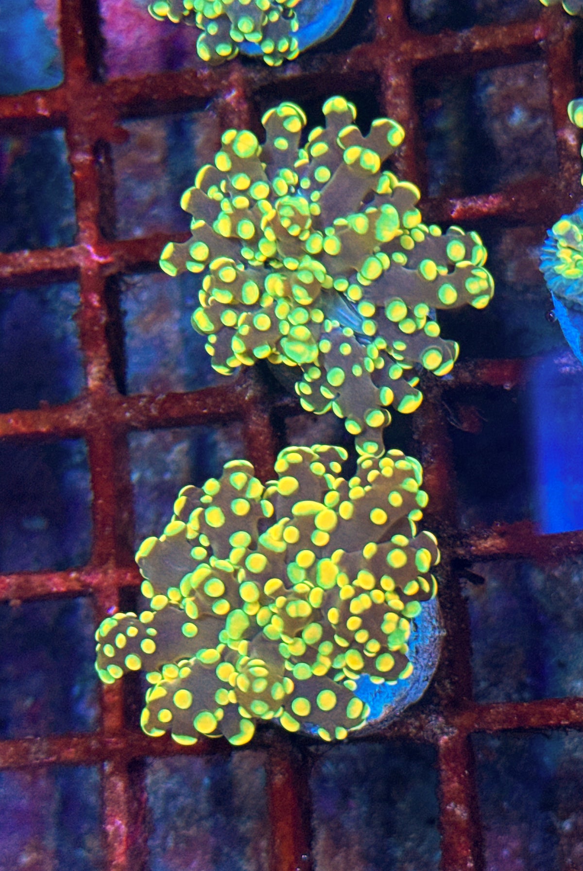 Orange/Yellow Frogspawn (WYSIWYG)