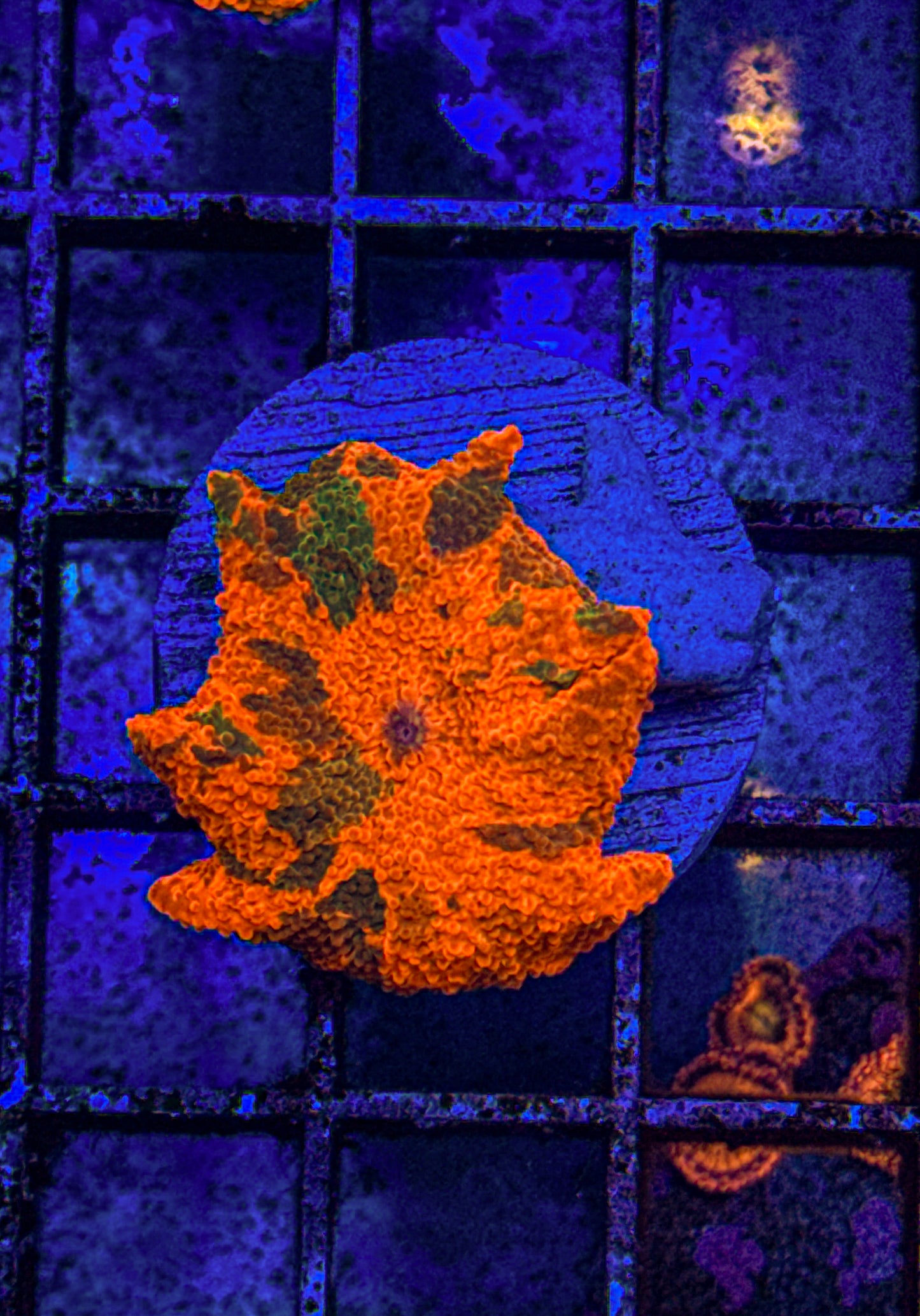 Candy Crush Jawbreaker Mushroom (WYSIWYG) 3 color