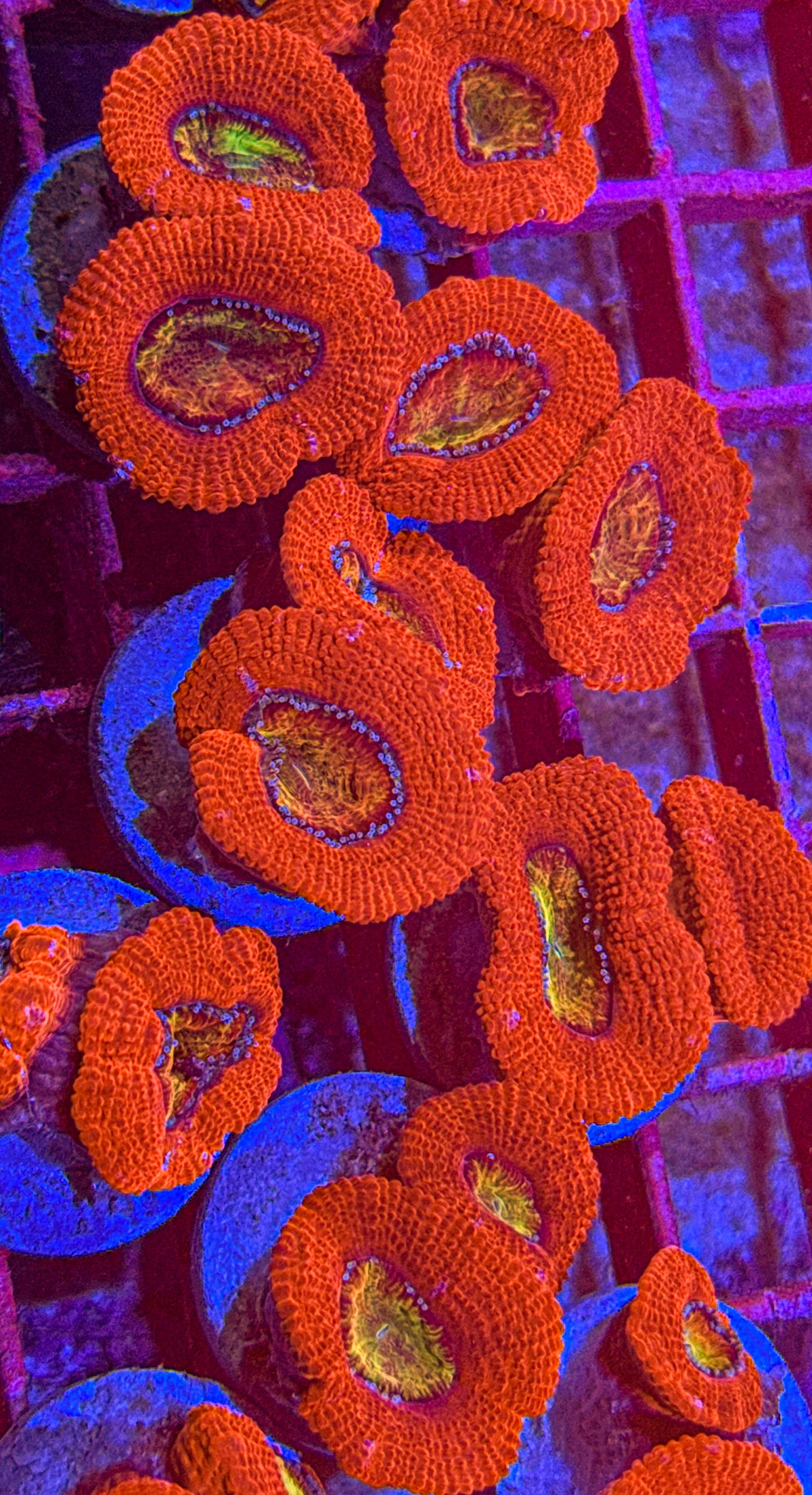Bloodshot Acan (WYSIWYG)