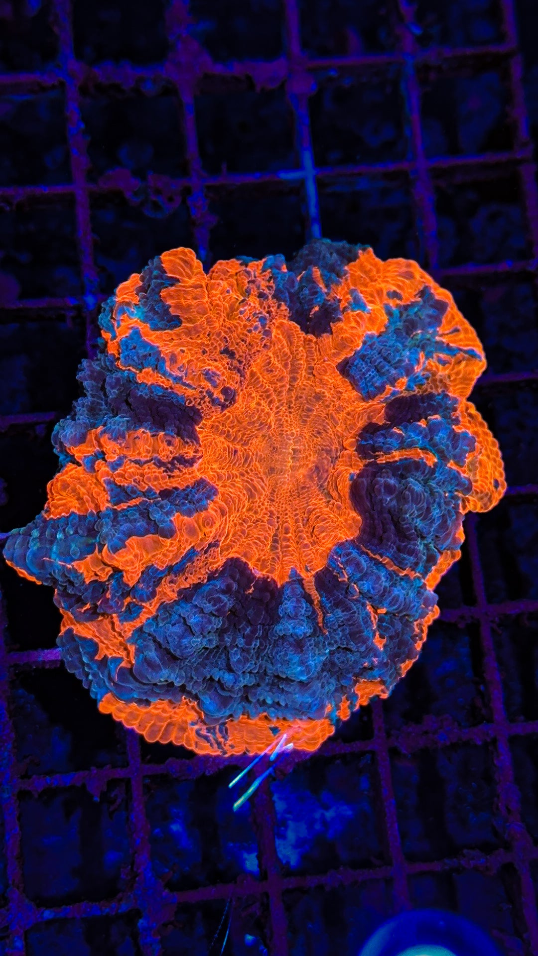 Acanthophyllia (WYSIWYG)