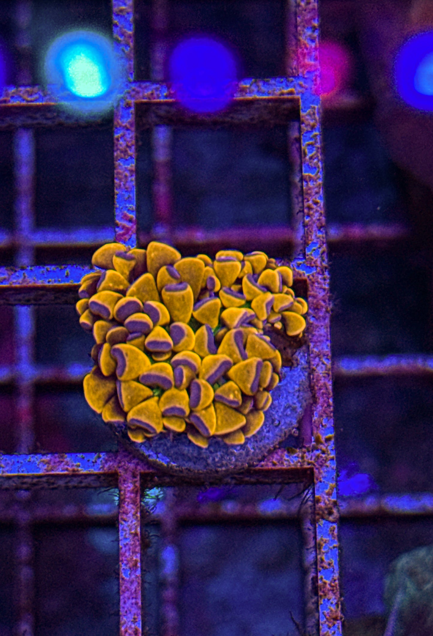 Banana Grail Cristata Torch (WYSIWYG)