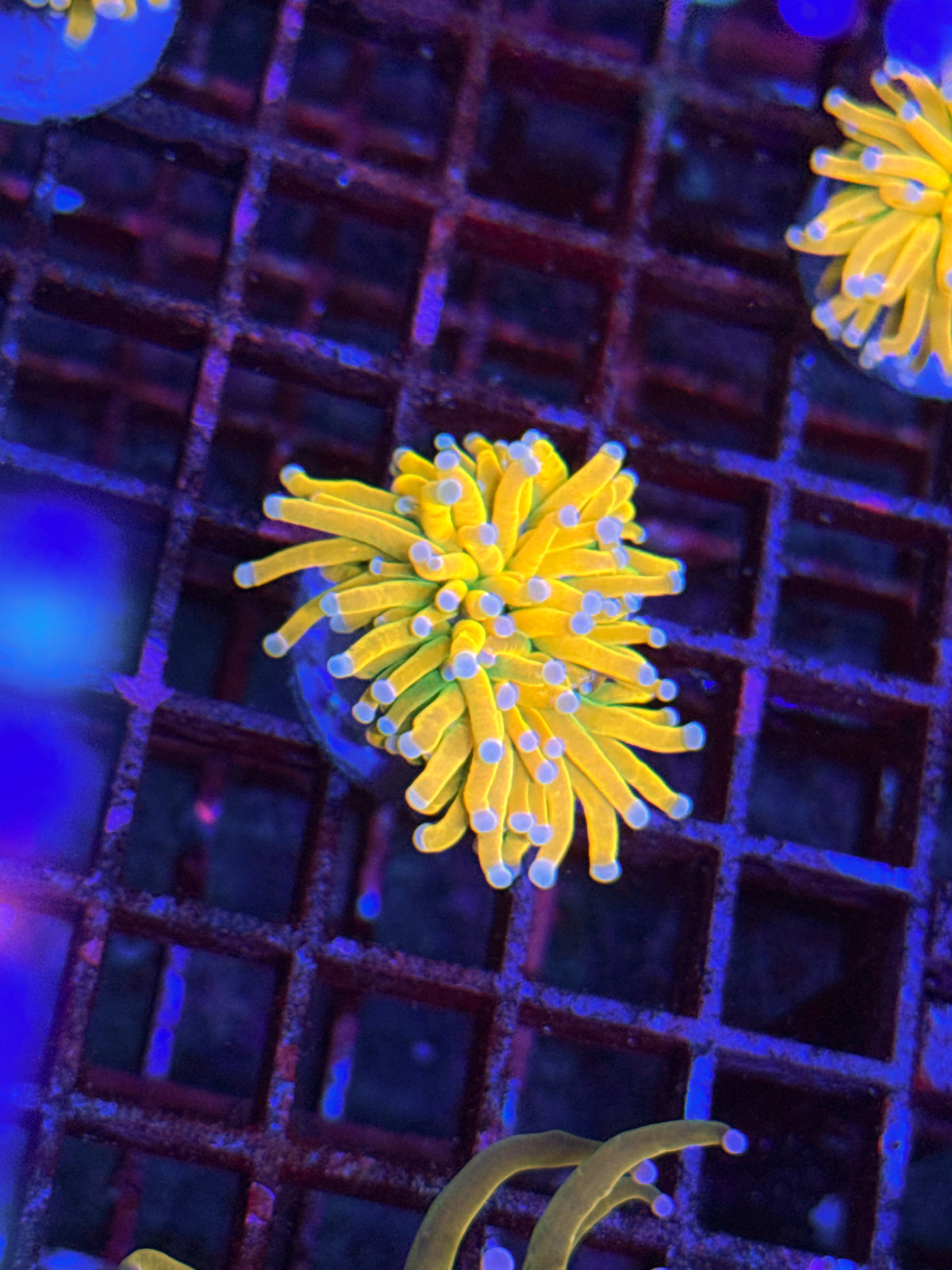 Pink Tip Banana Grail Torch (WYSIWYG)