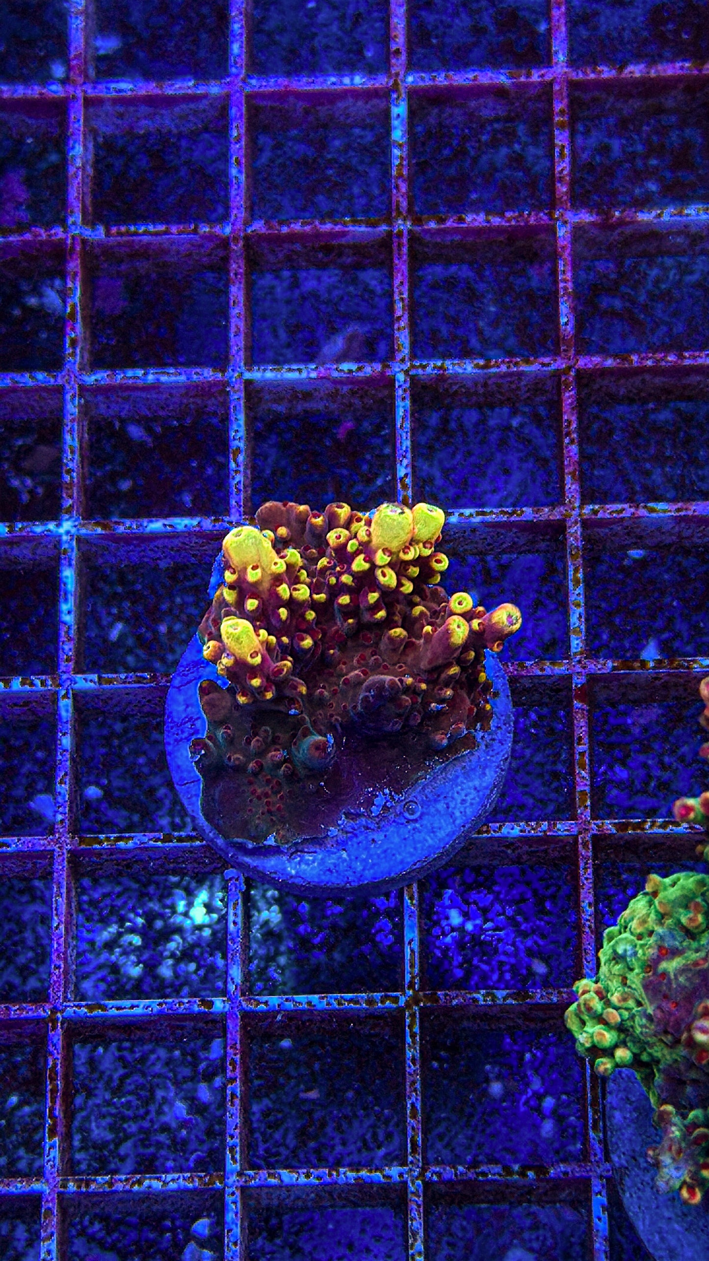 JF Fox Flame Acro (WYSIWYG)