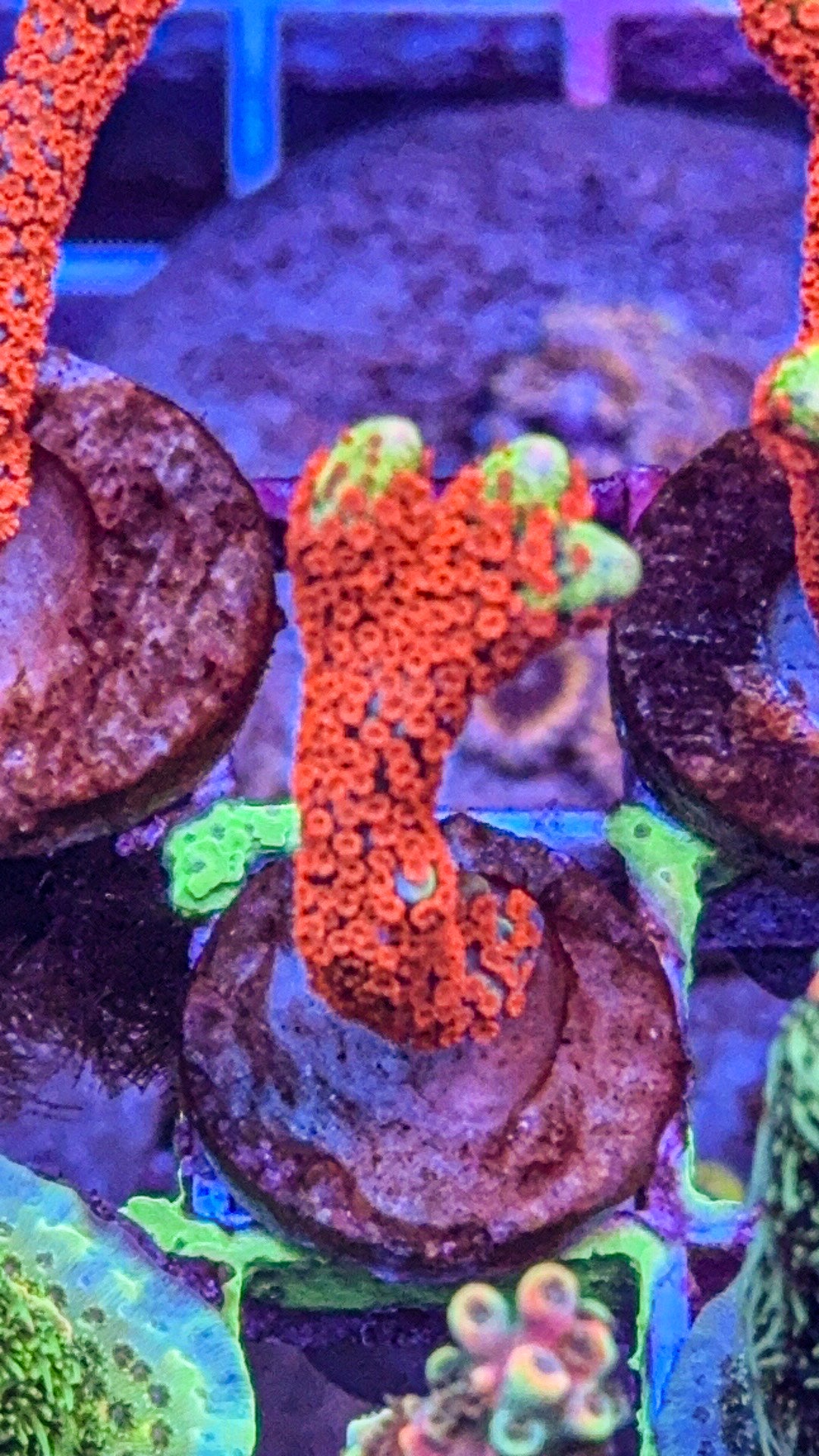 Bubblegum Digi (WYSIWYG)