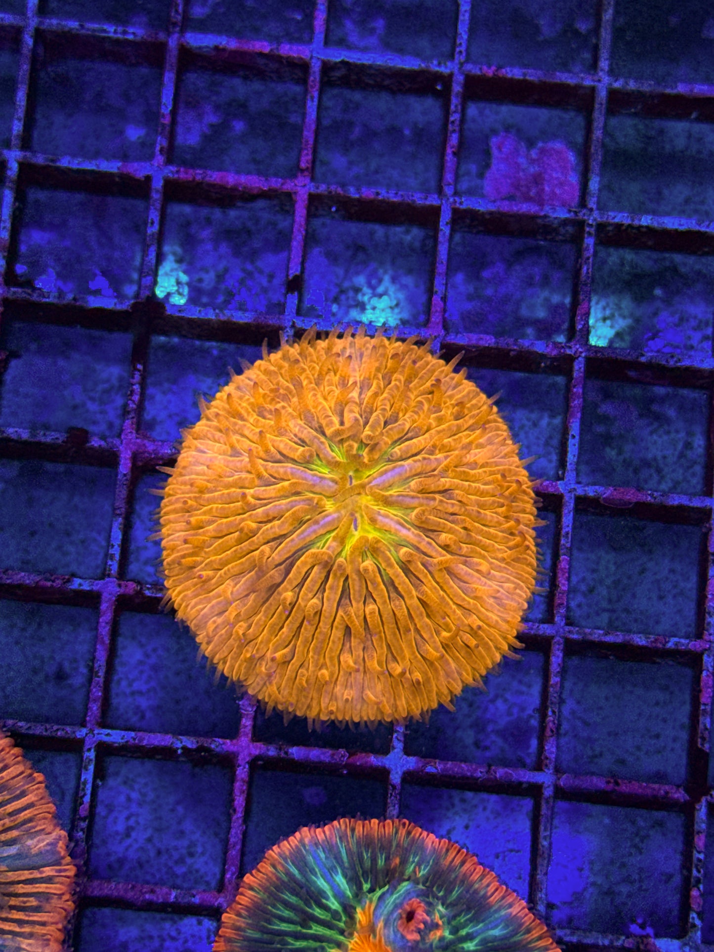 Unique Yellow Center Fungia (WYSIWYG)